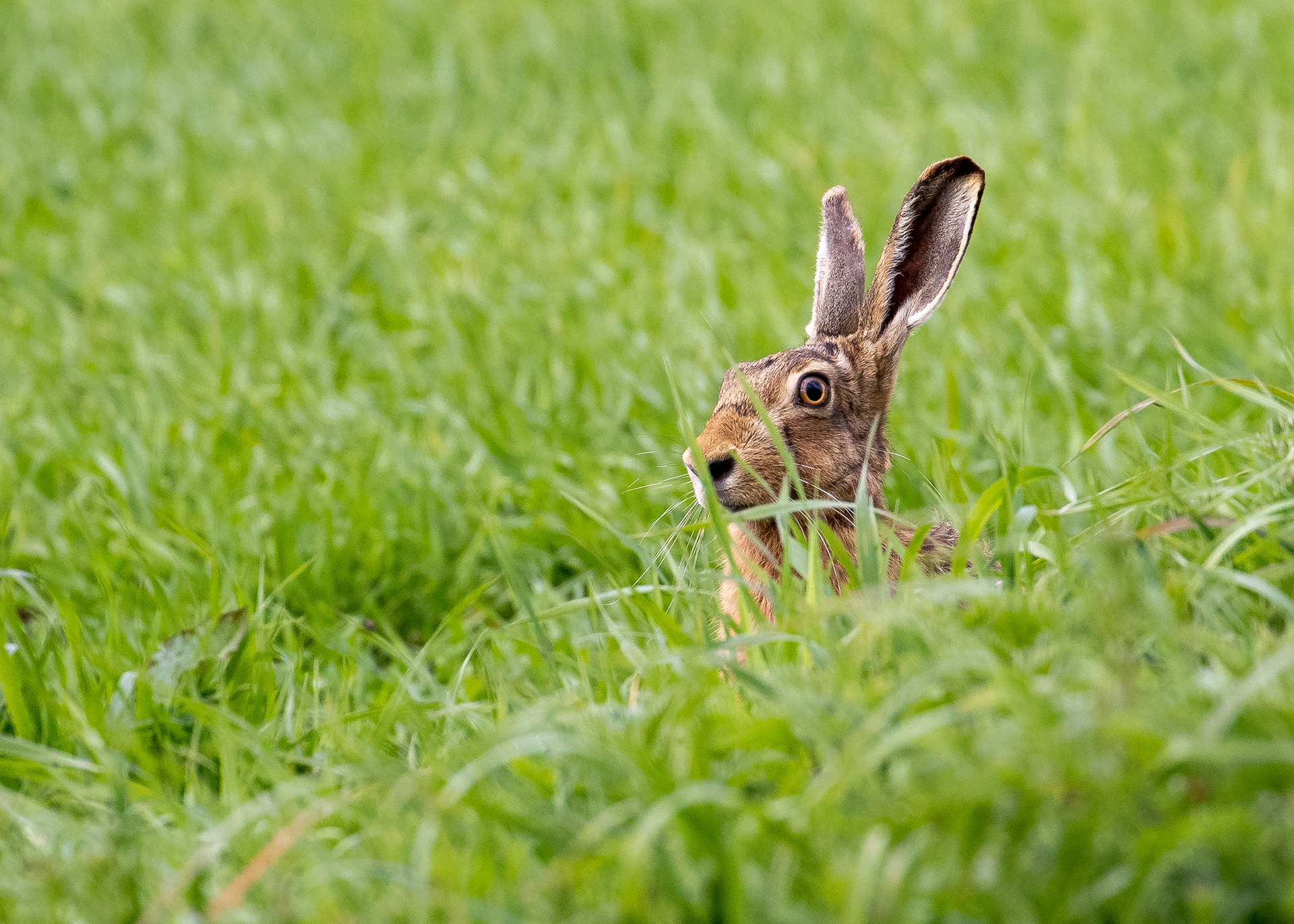 Rabbits & Hares 1