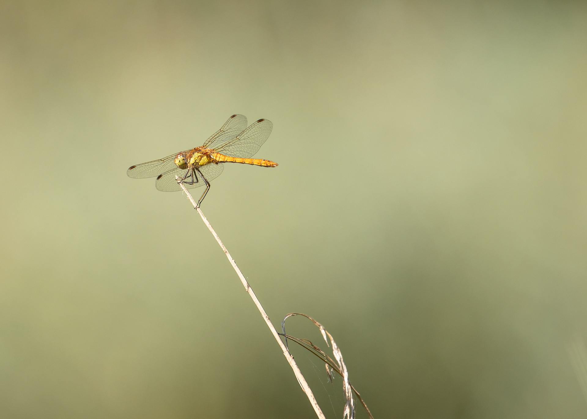 Dragonflies 1