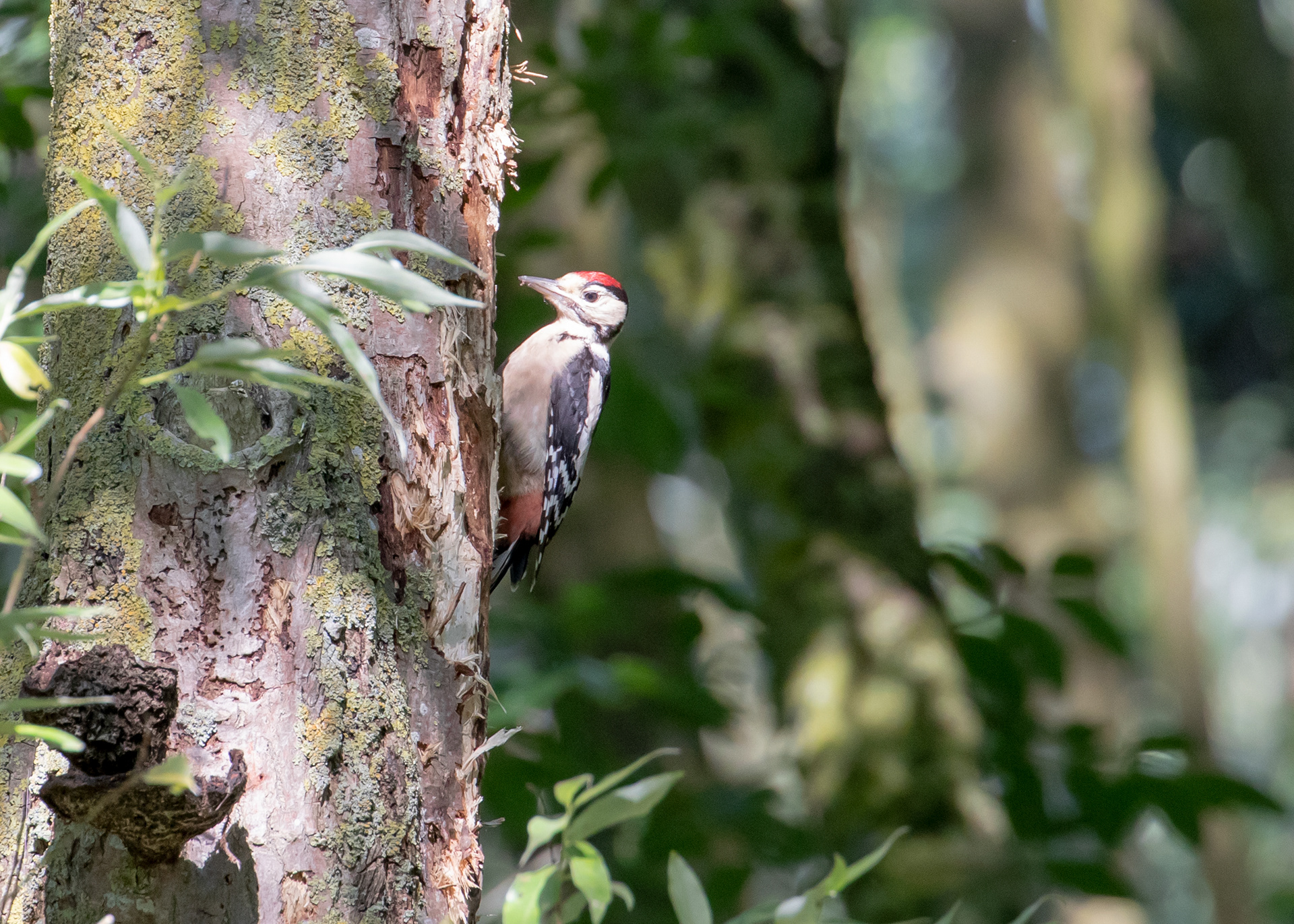 Woodpecker 1
