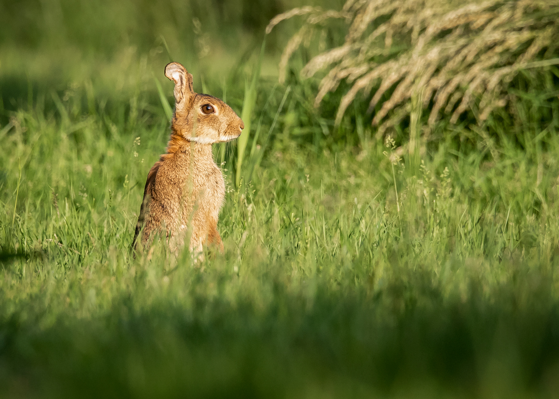 Rabbits & Hares 3
