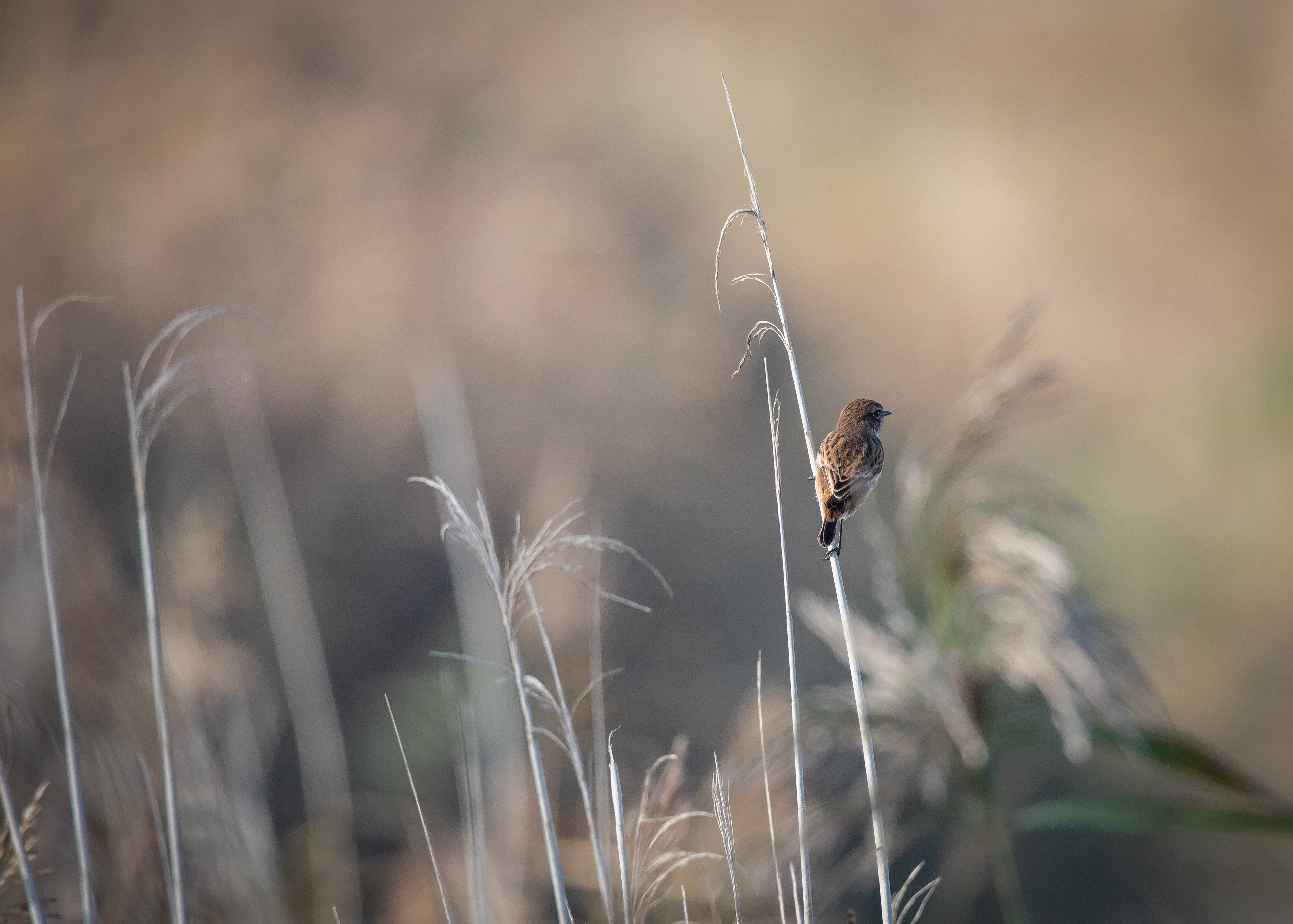 Small Birds 4