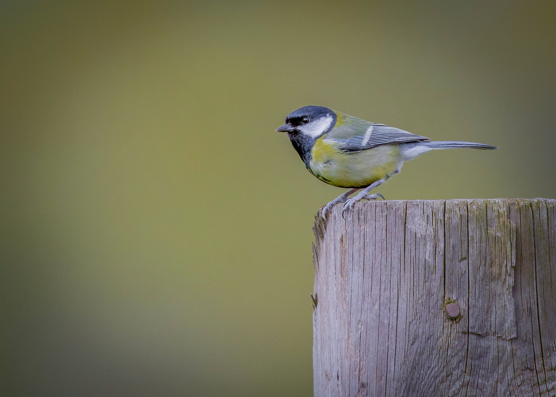 Great Tit