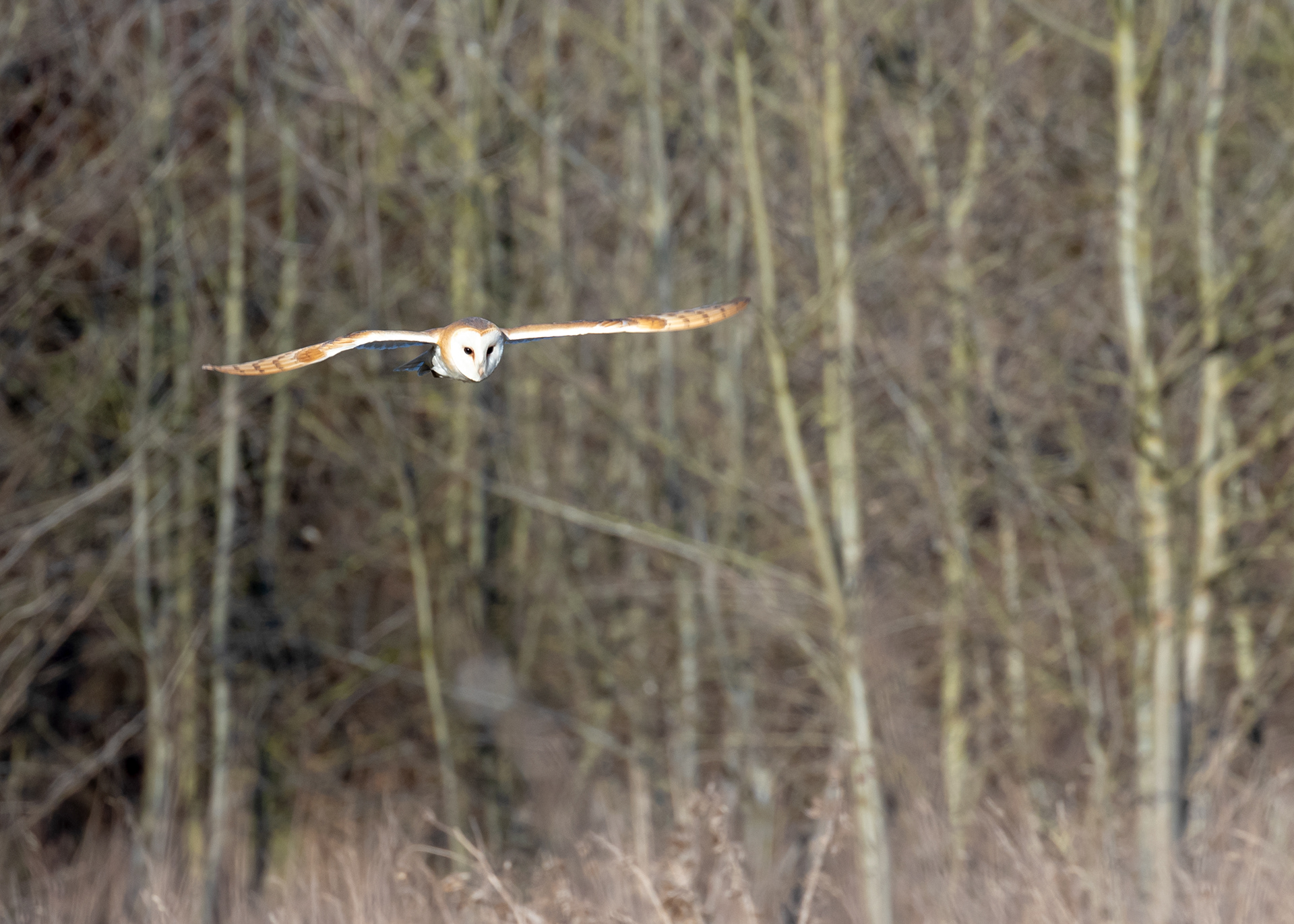 Barn Owl 2