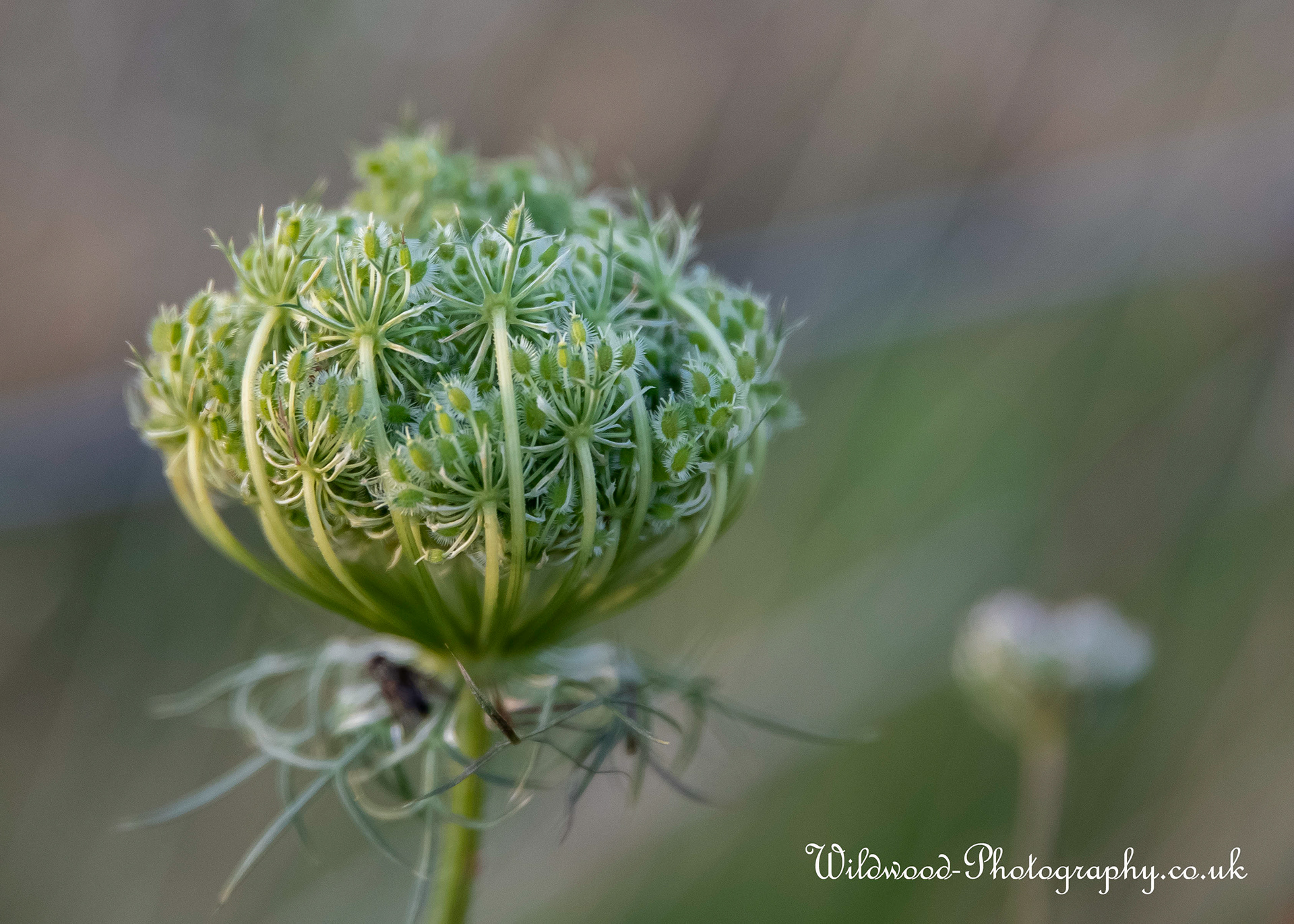 Closed Cow Parsley
