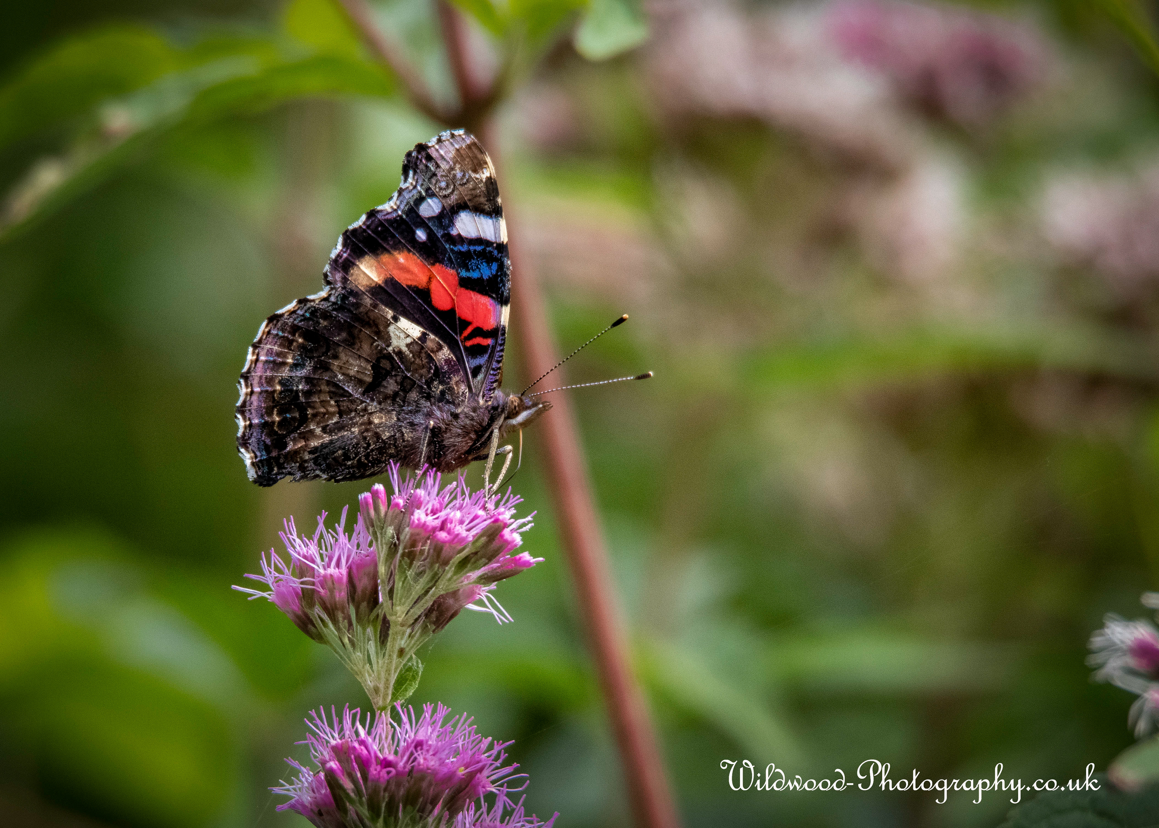 Red Admiral