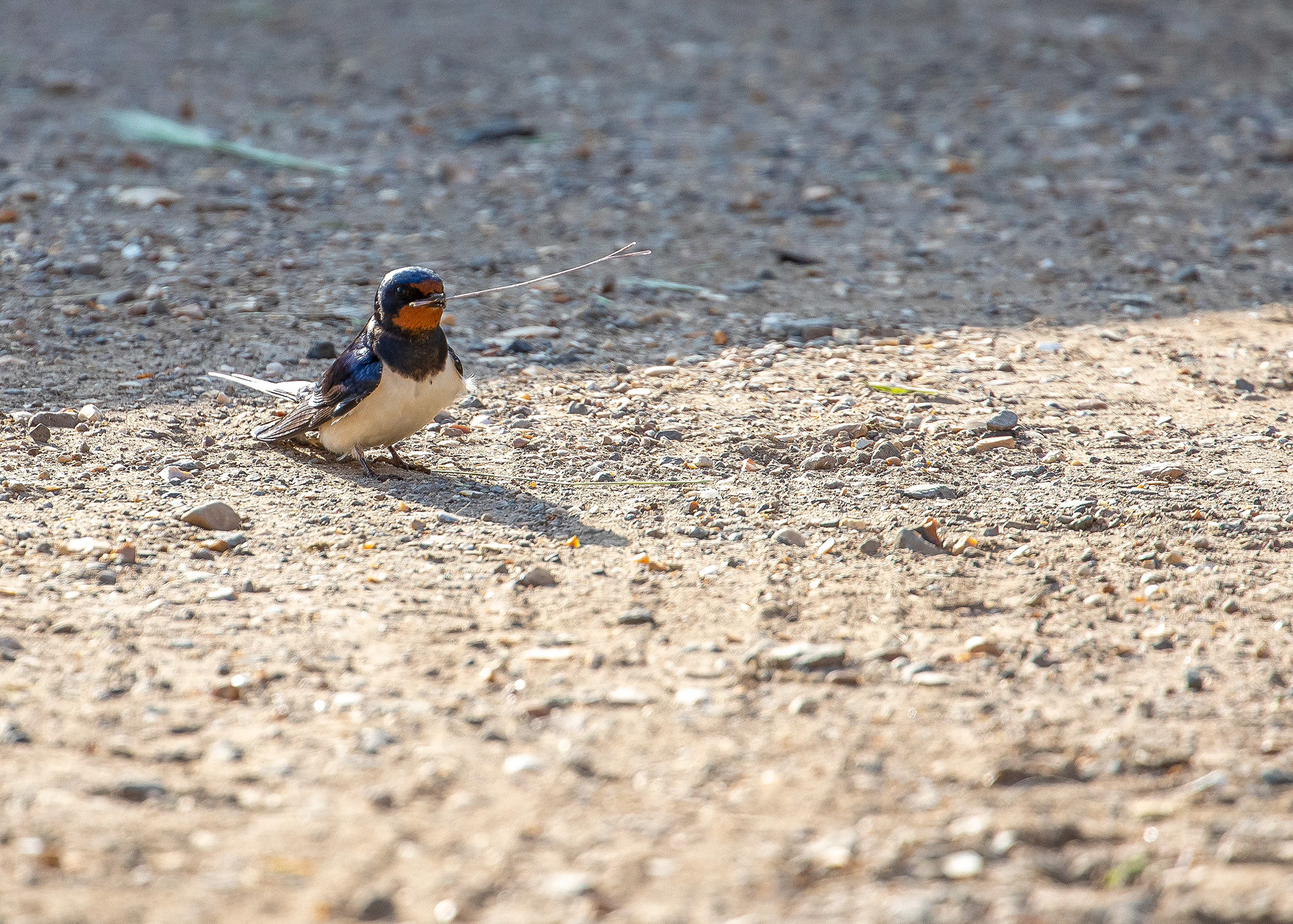 Whittlesey & Eldernell 19
