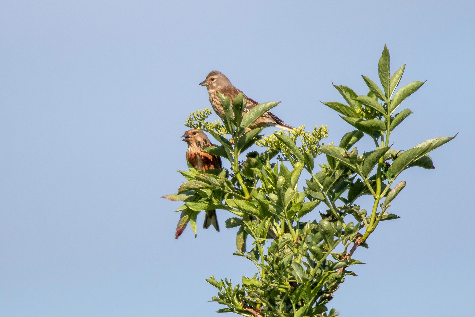 Linnet (Male & Female)