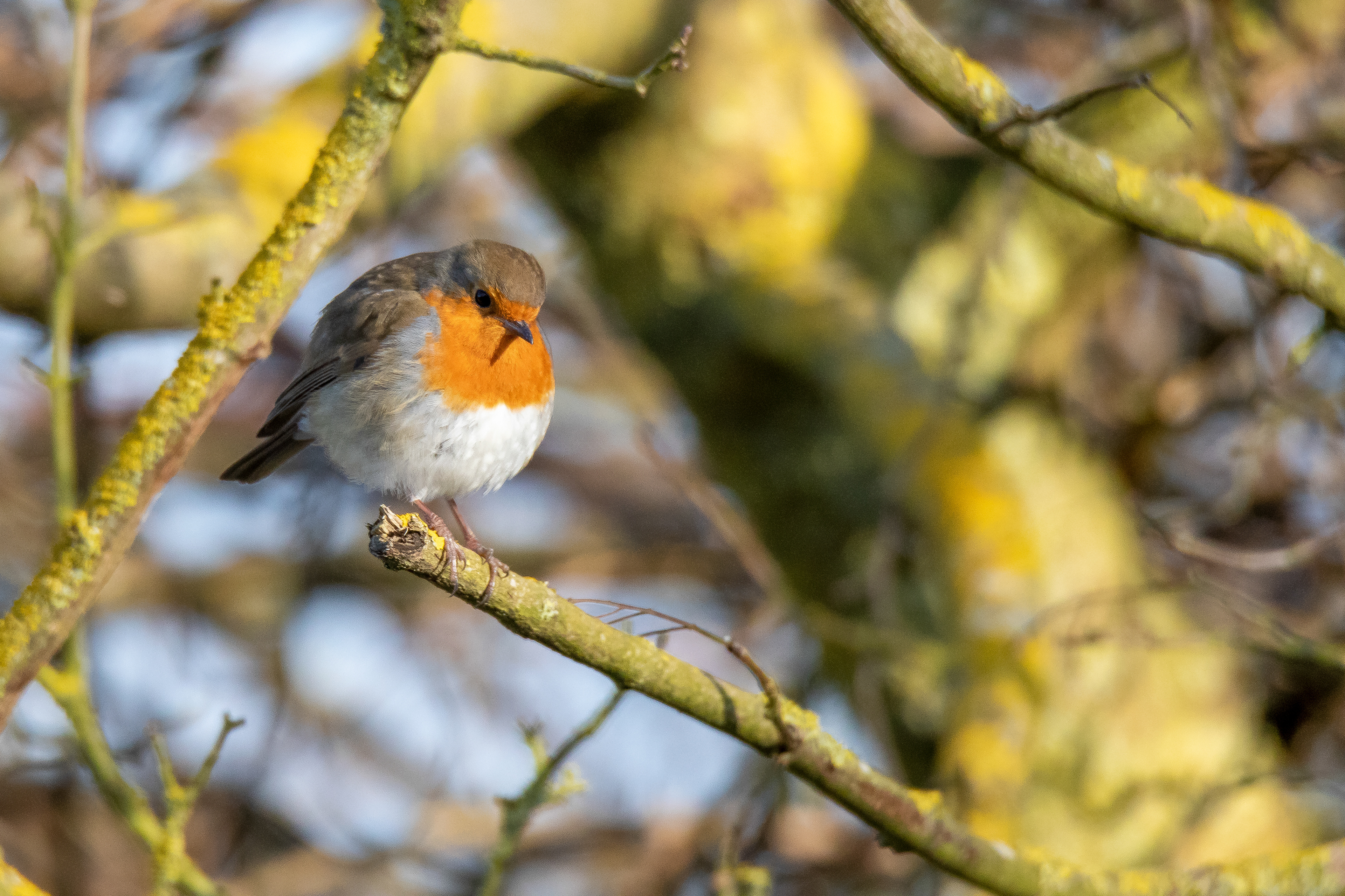 Robin 1