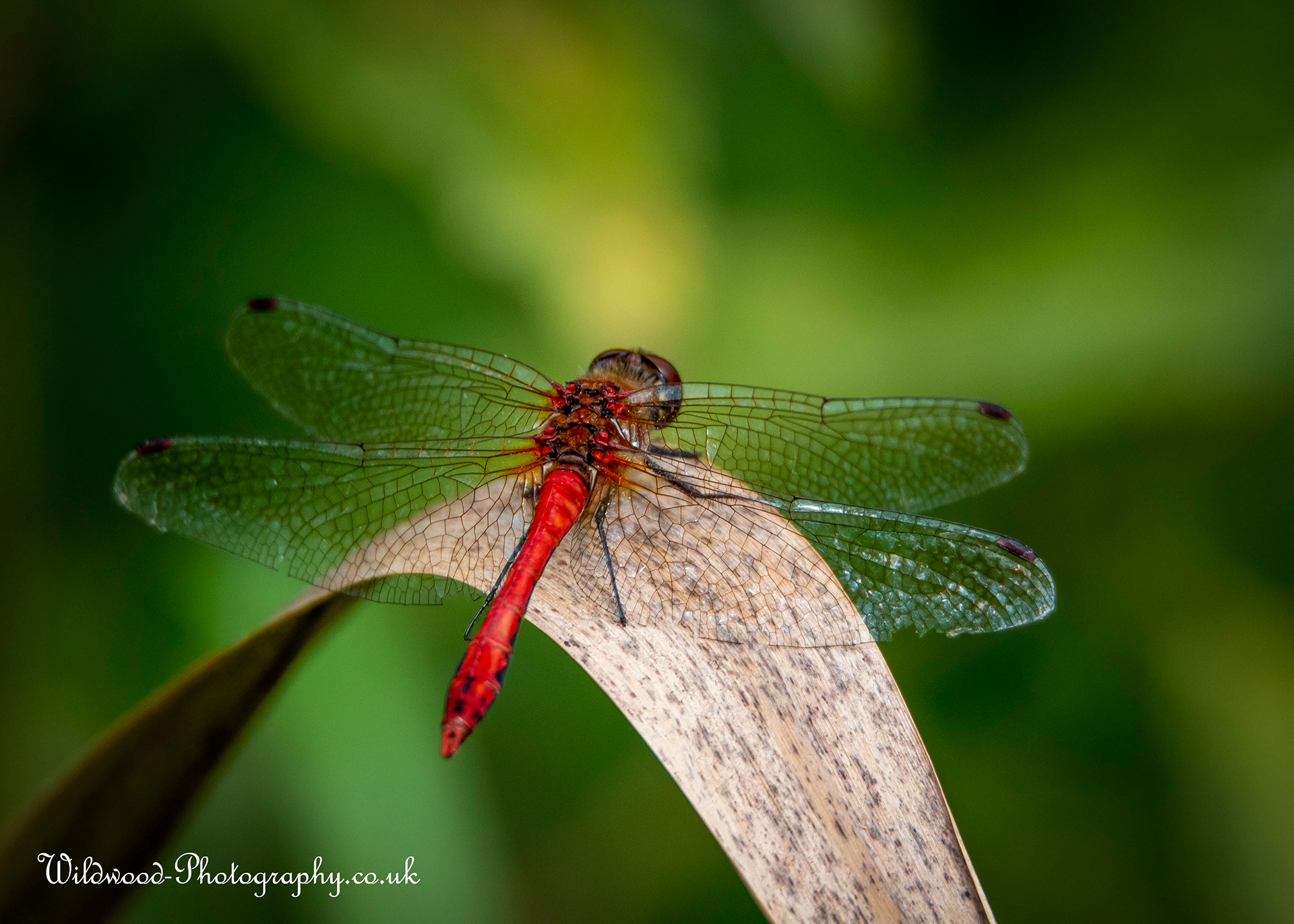 Ruddy Darter