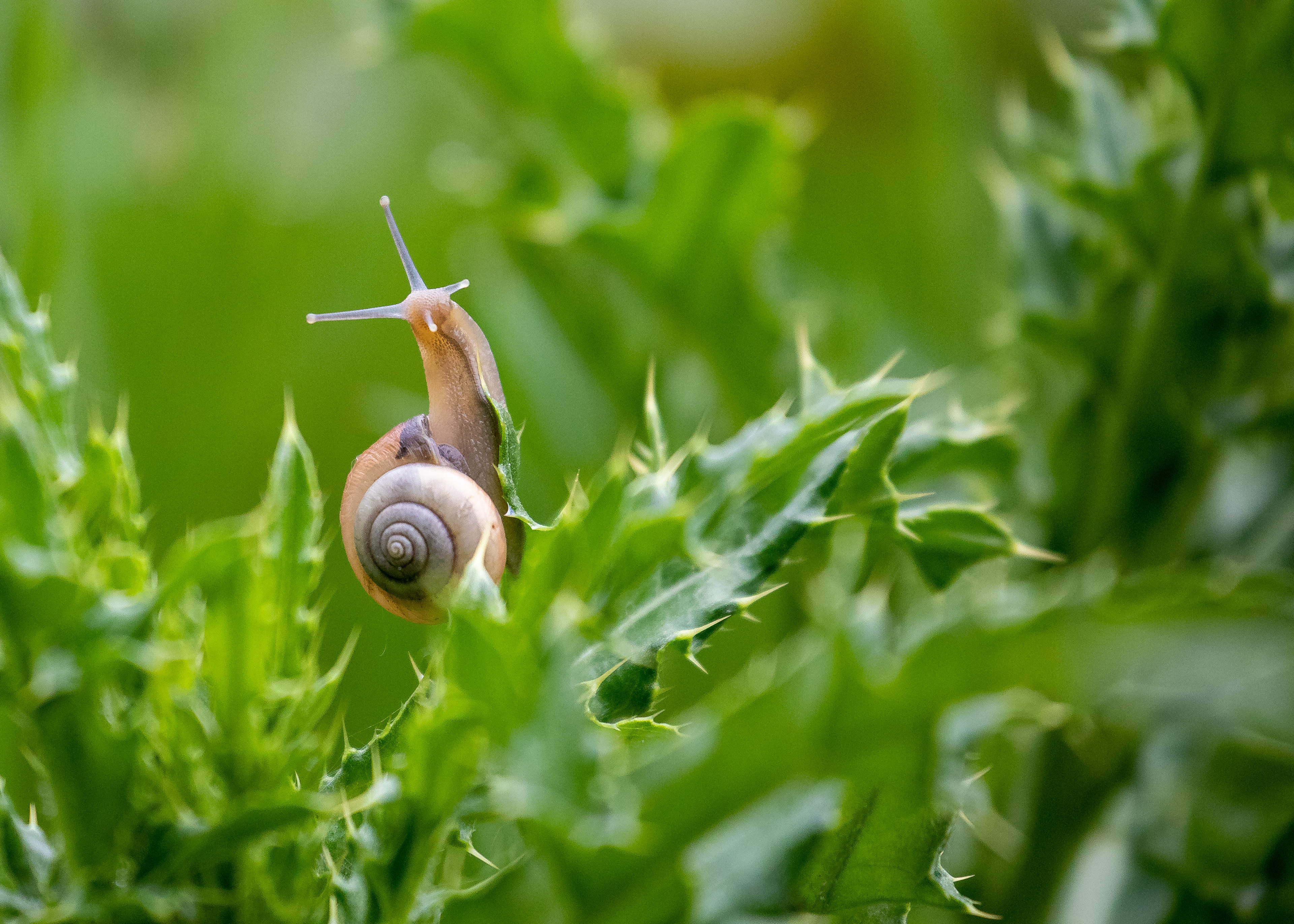 7 Brown-Lipped Snail
