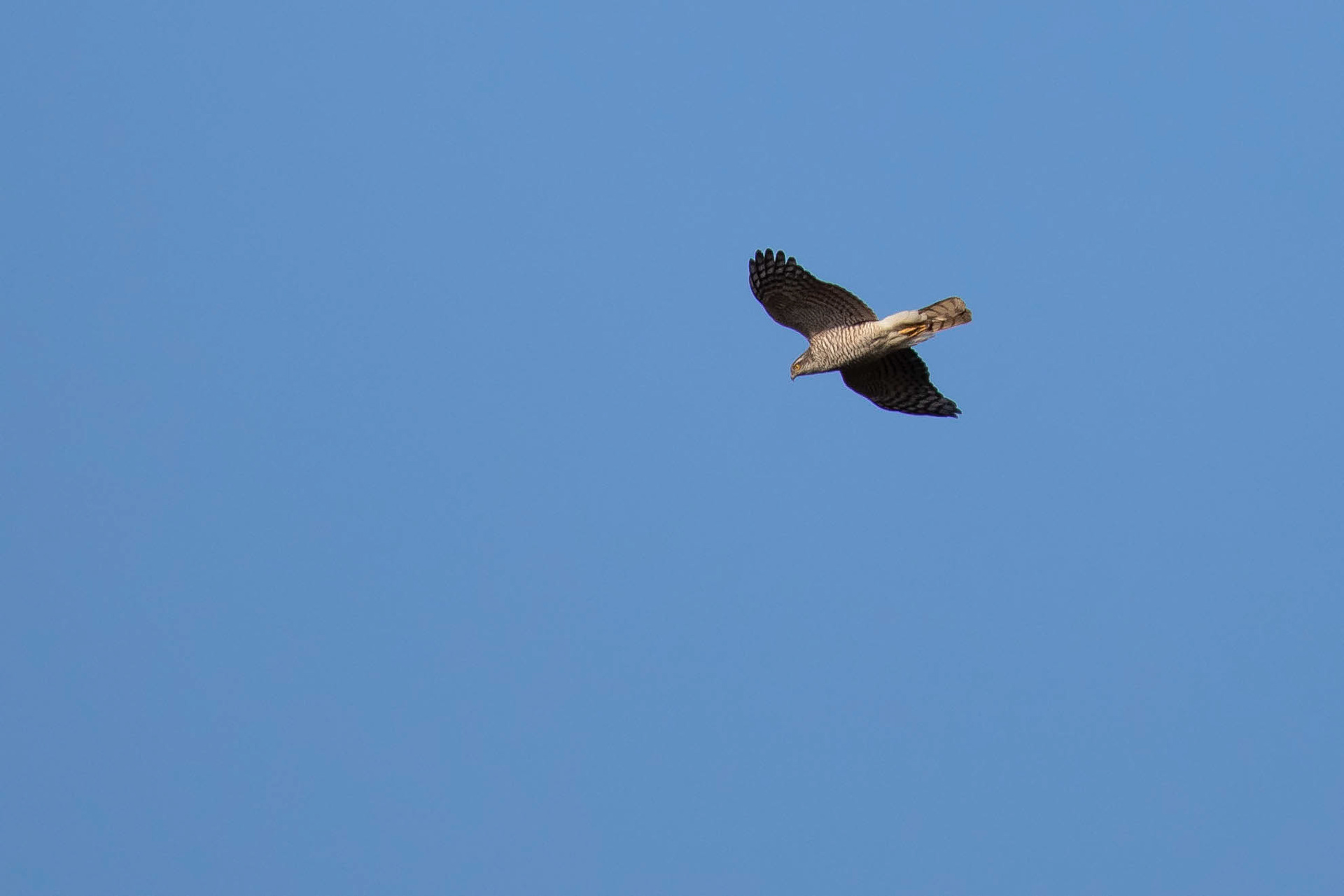 Birds Of Prey 18
