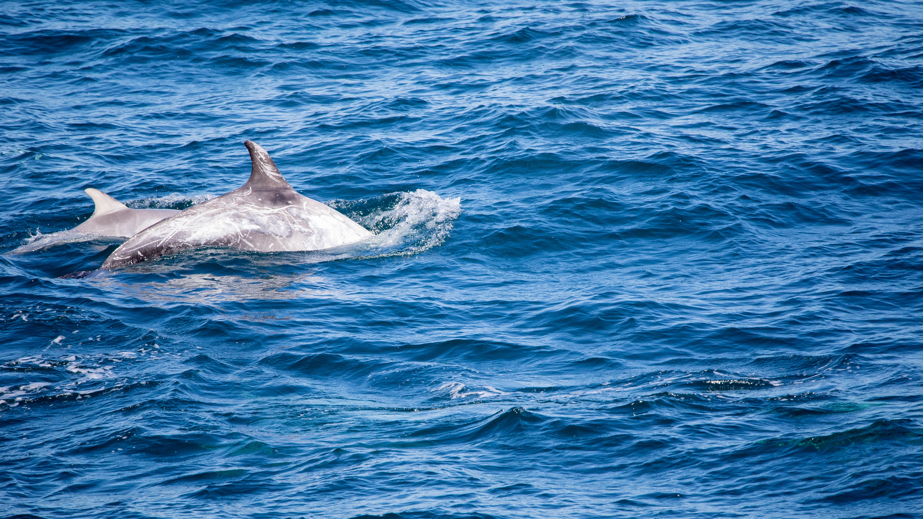 Risso Dolphin with Young 3