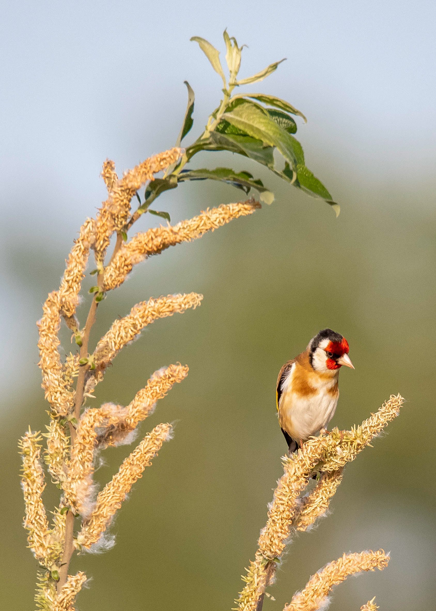 Whittlesey & Eldernell 3