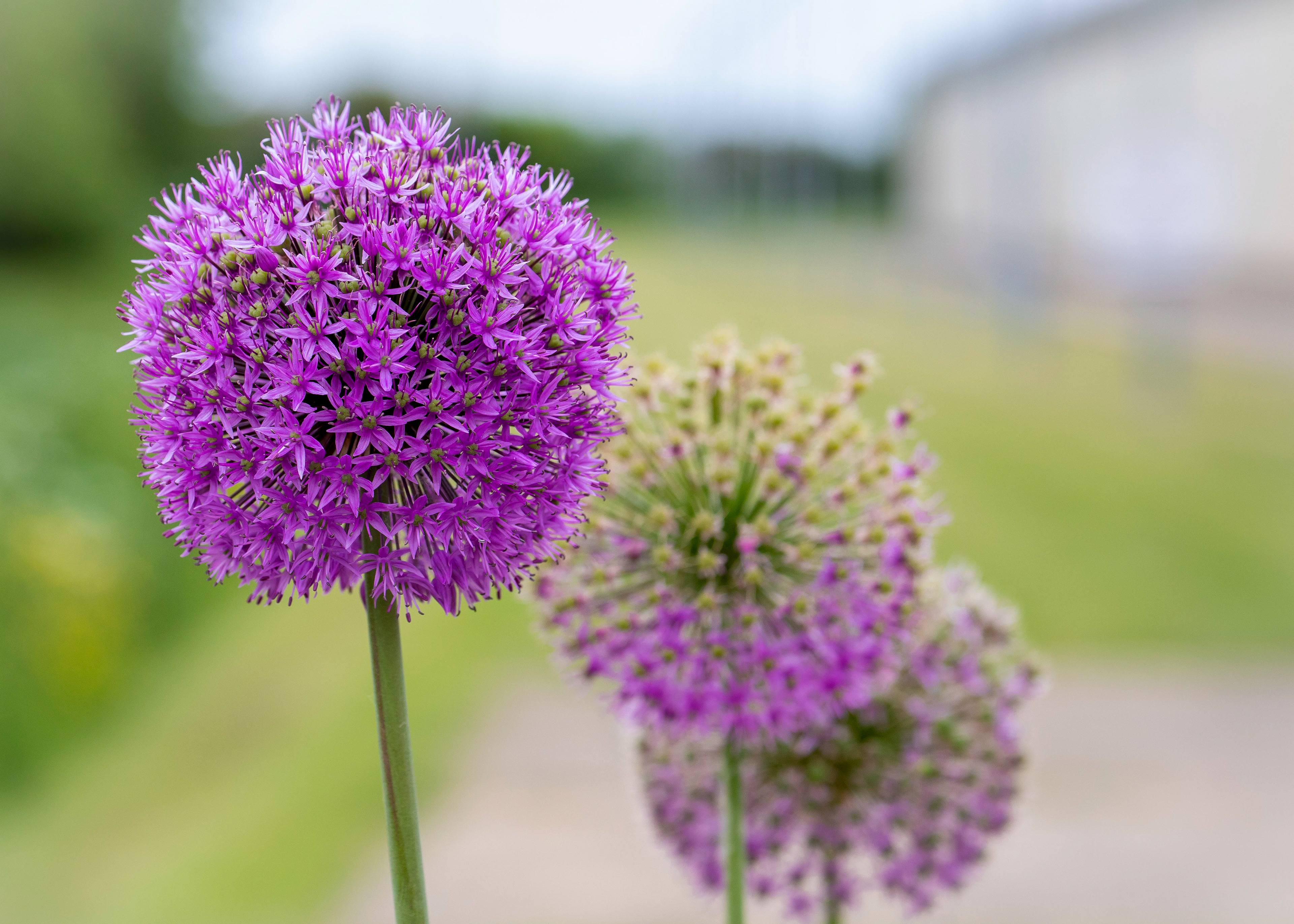 Whittlesey & Eldernell 4