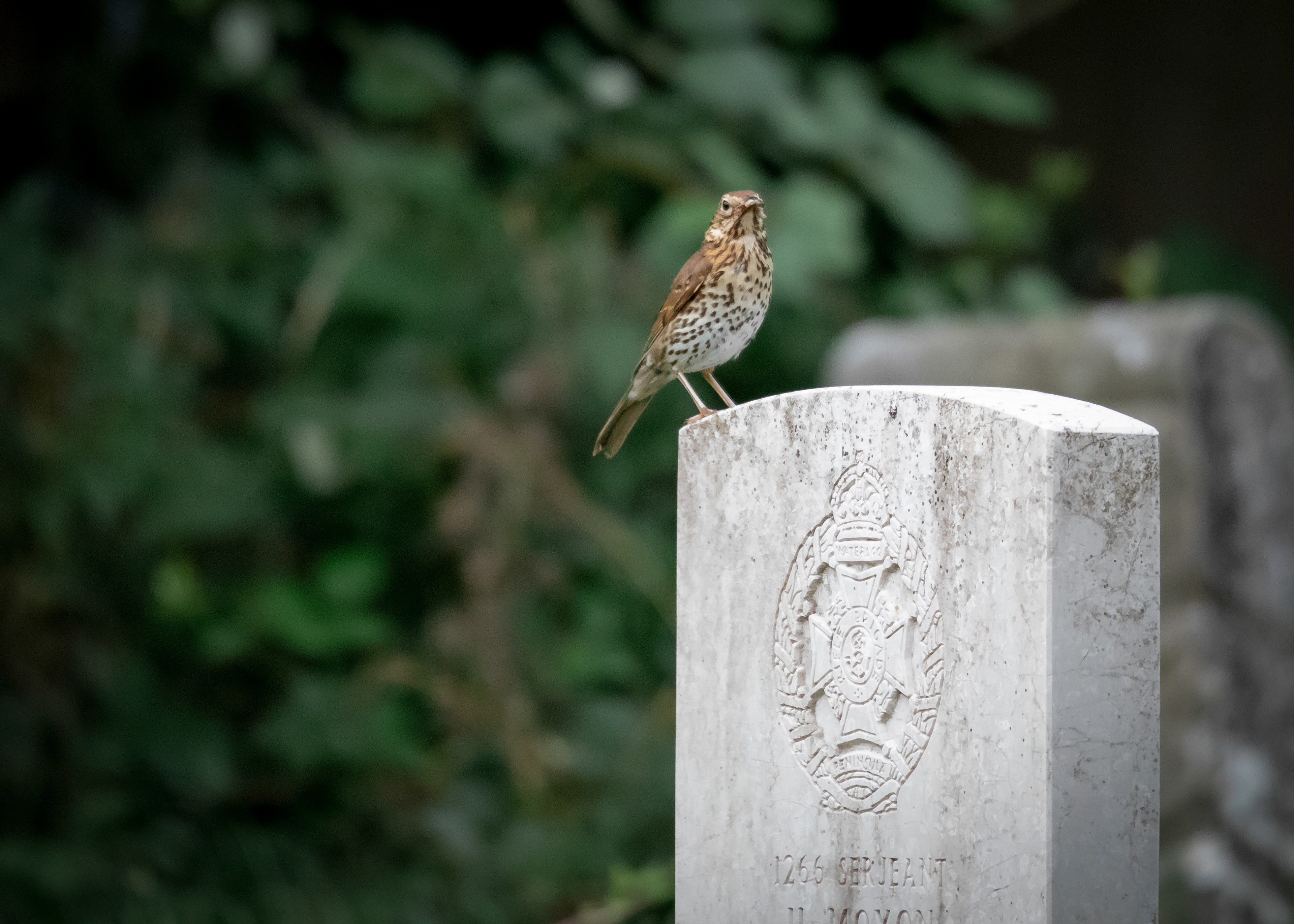 Song Thrush