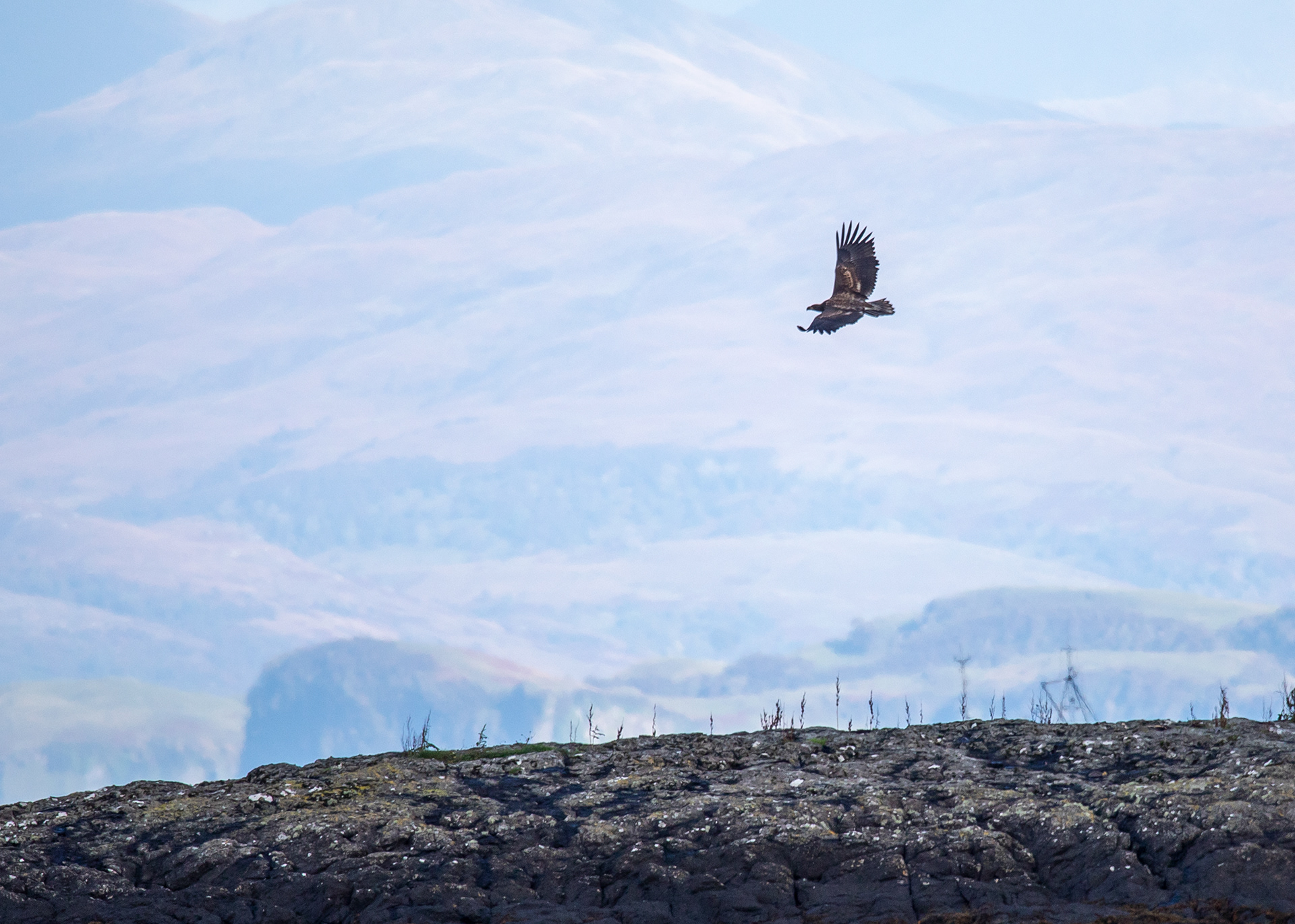5 White-Tailed Eagle - Isle of Mull