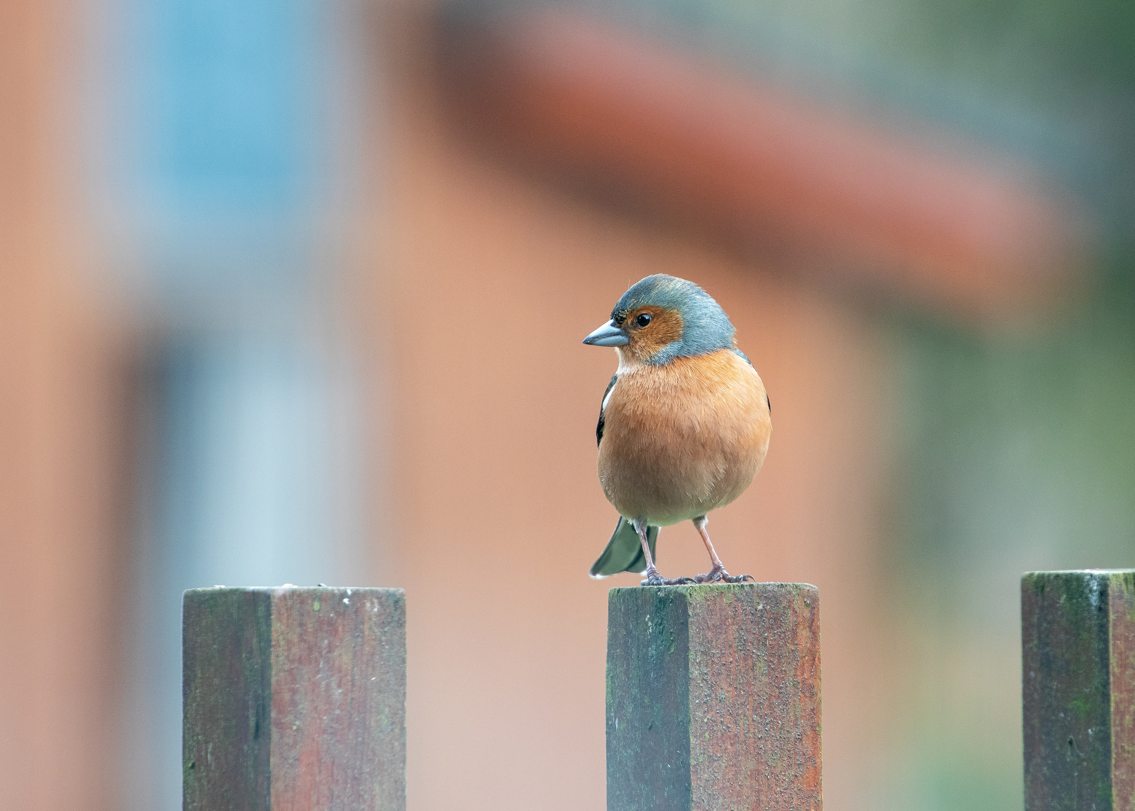 Chaffinch