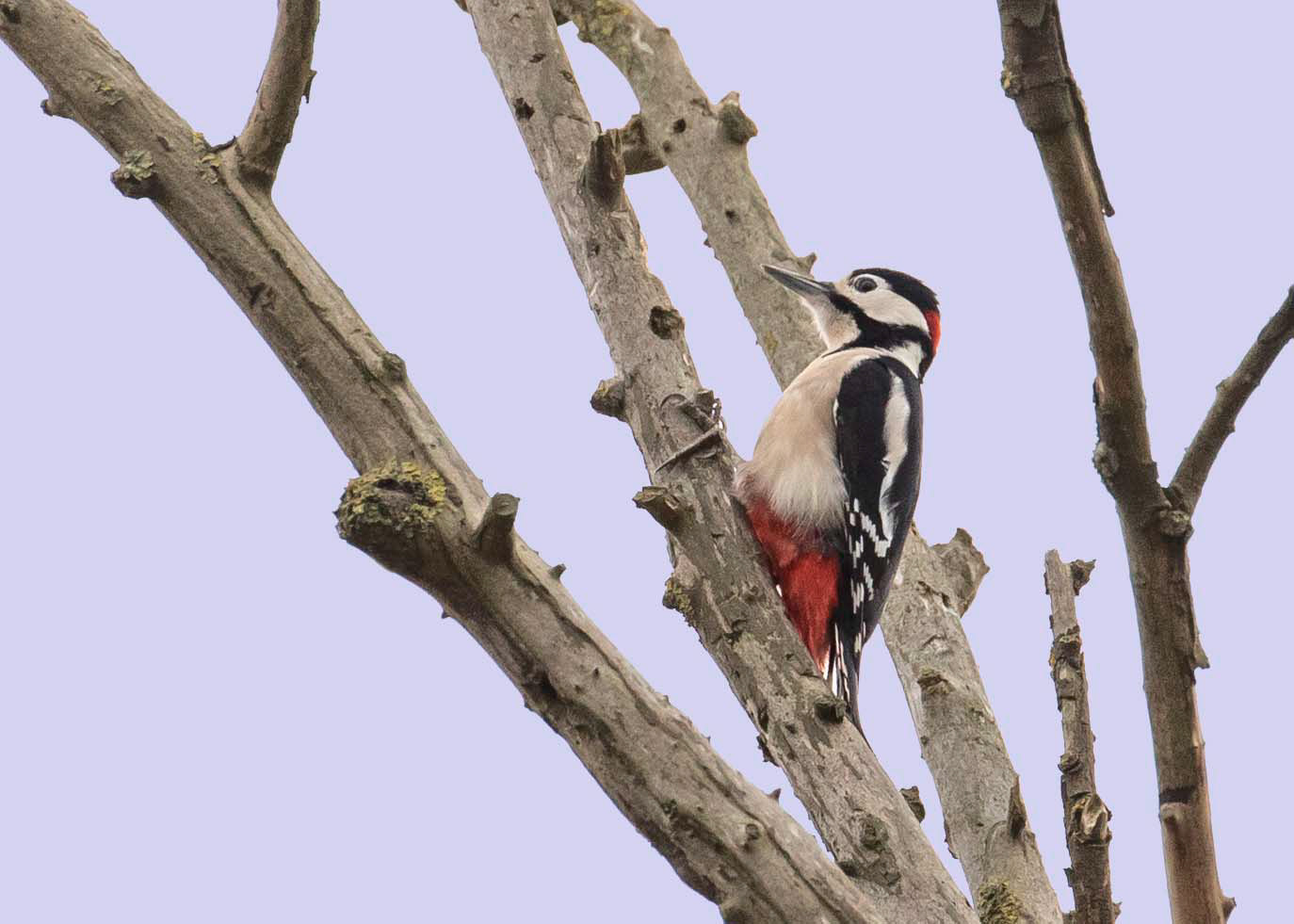 Woodpecker 6