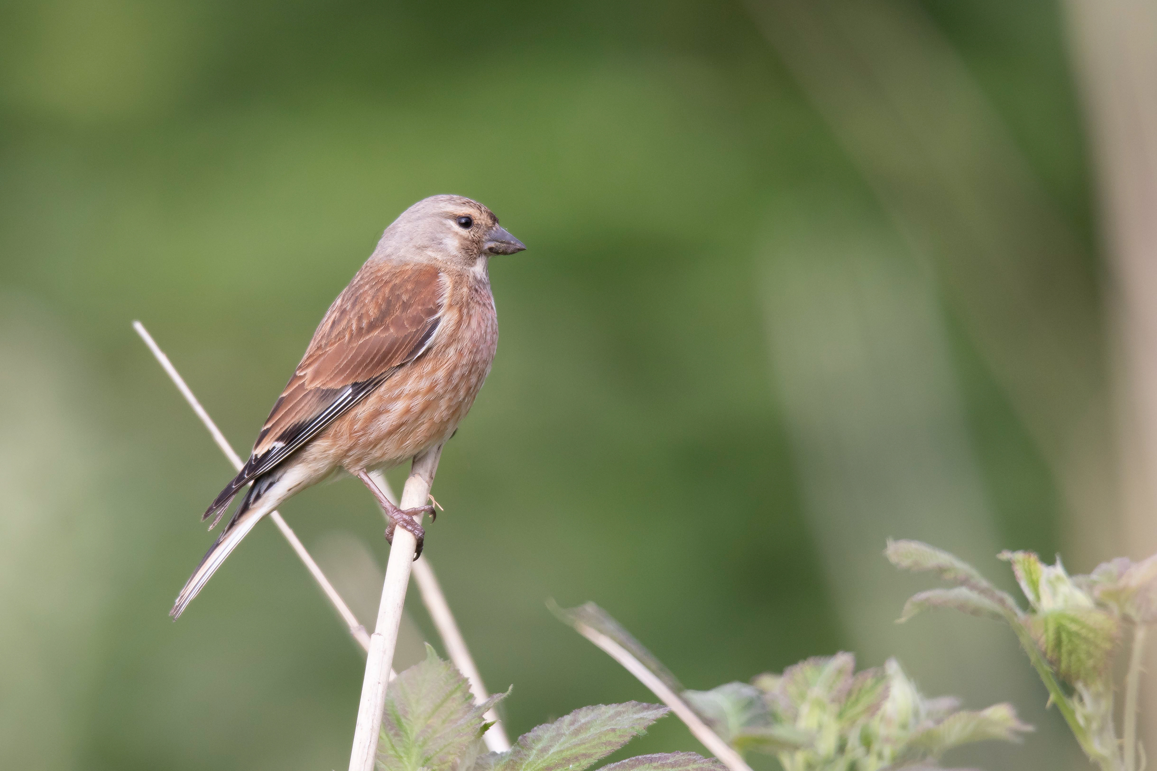 Linnet (Female)