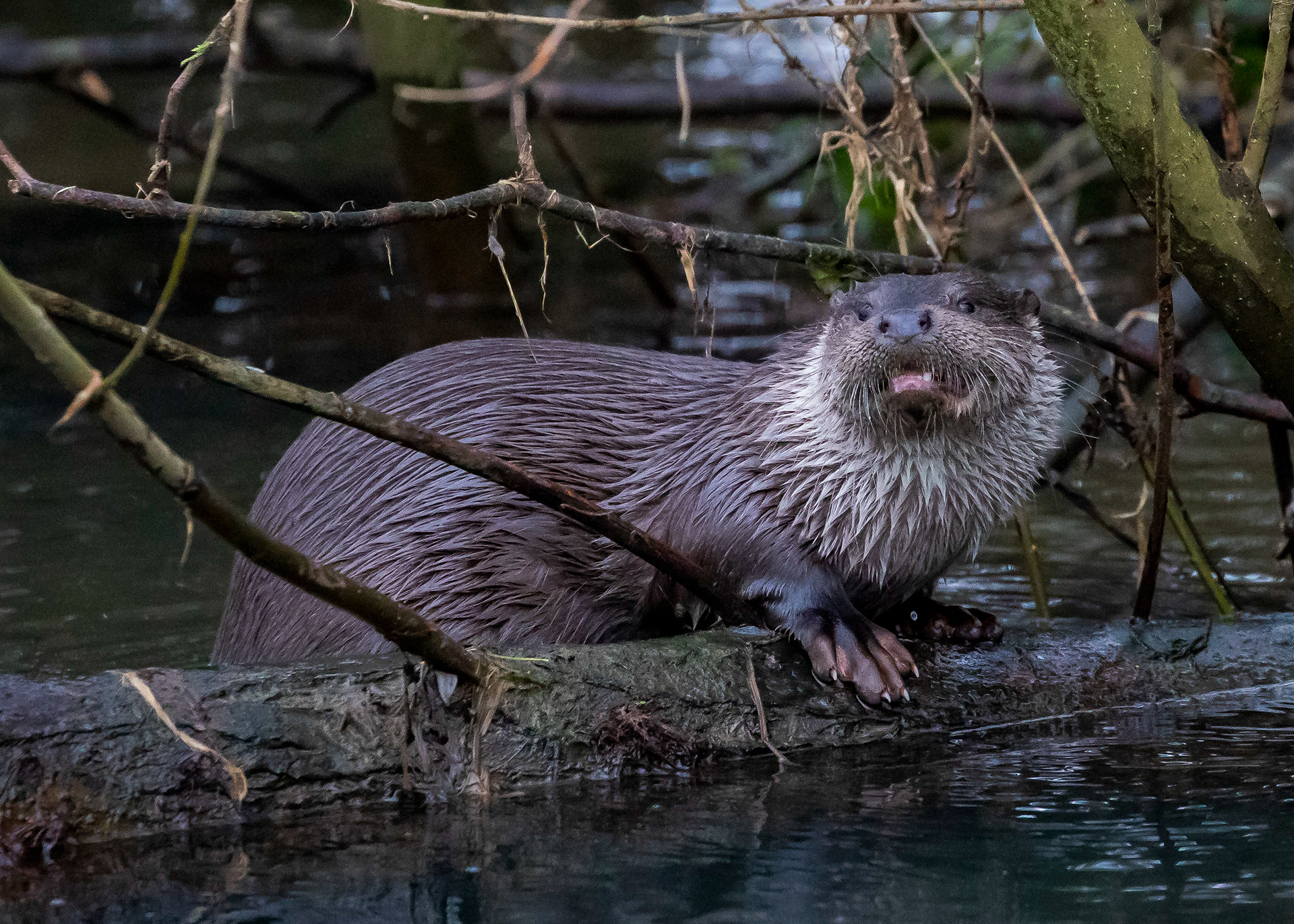 Otter 1