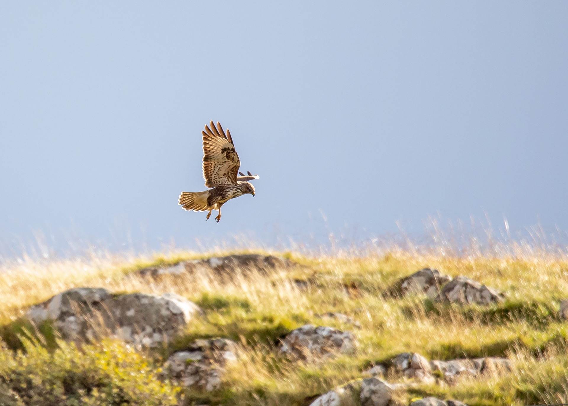 Scottish Wildlife 13