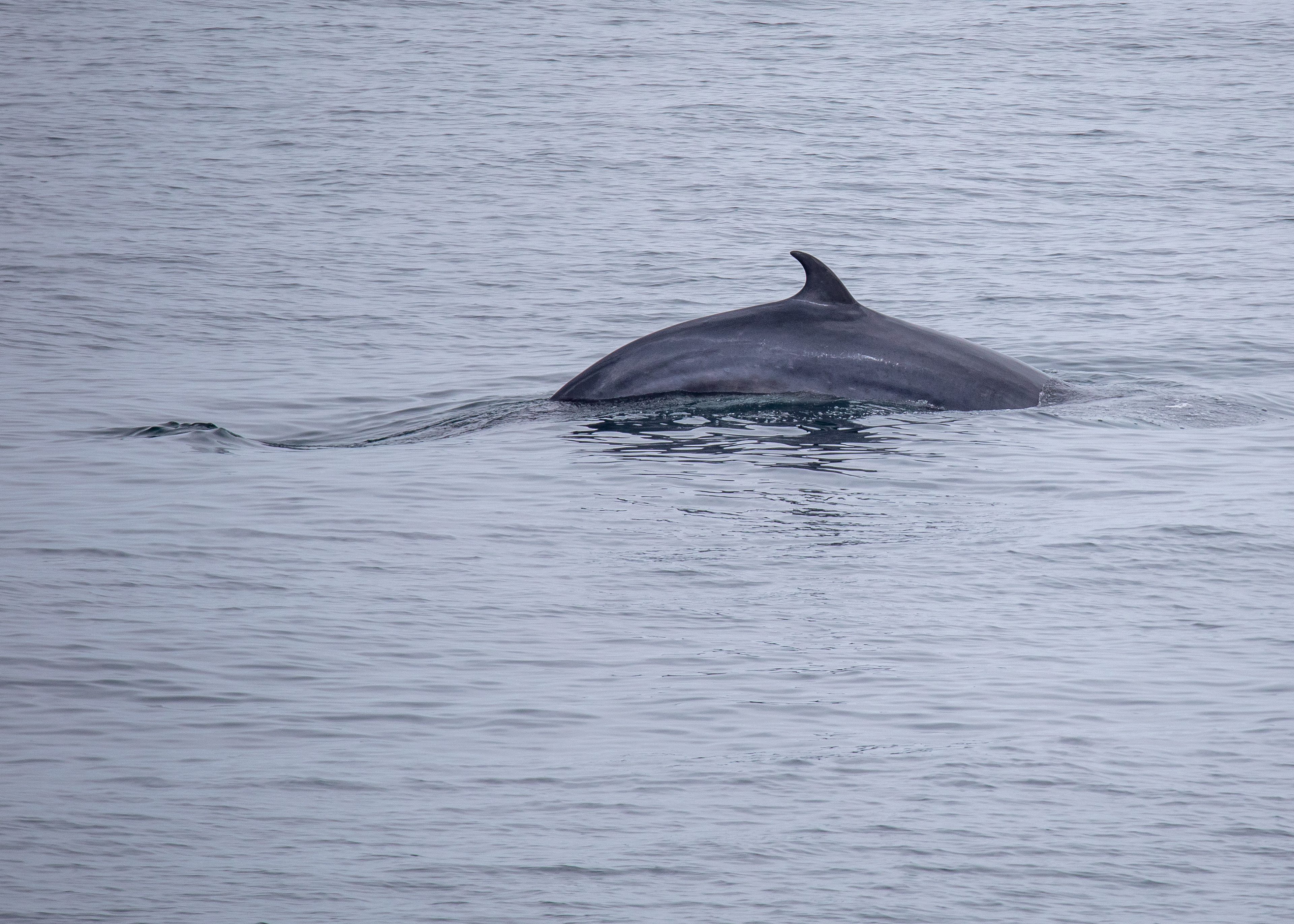 Minke Whale 3
