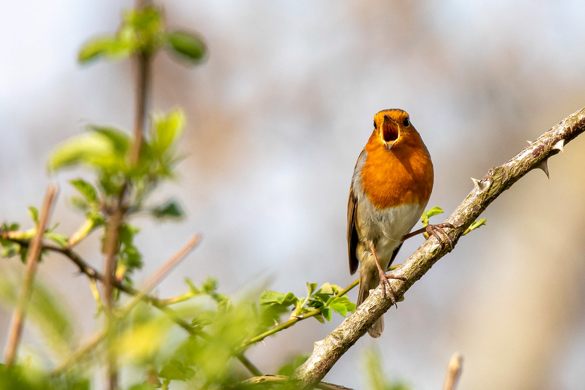 Robin 4