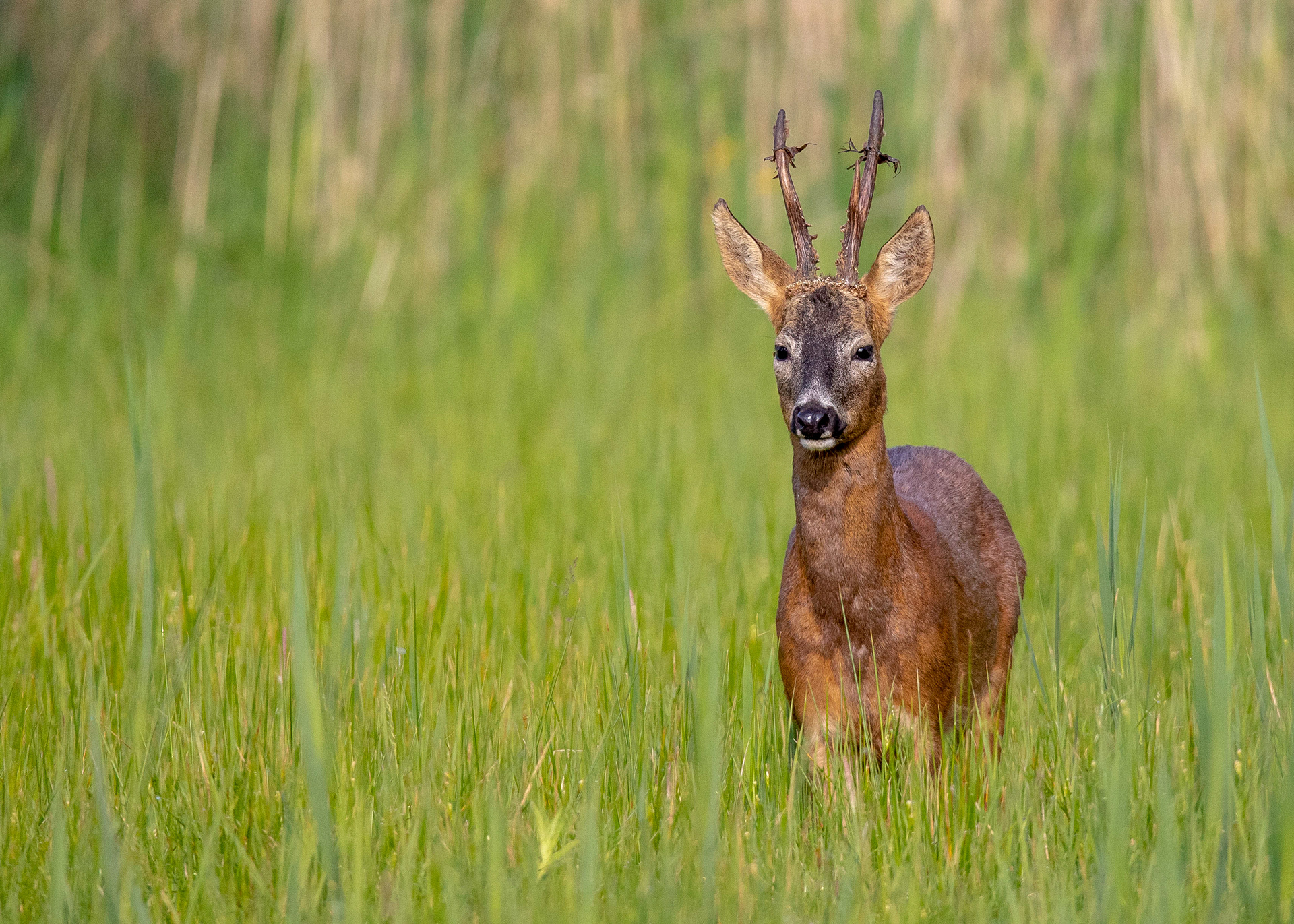 Roe Deer 5