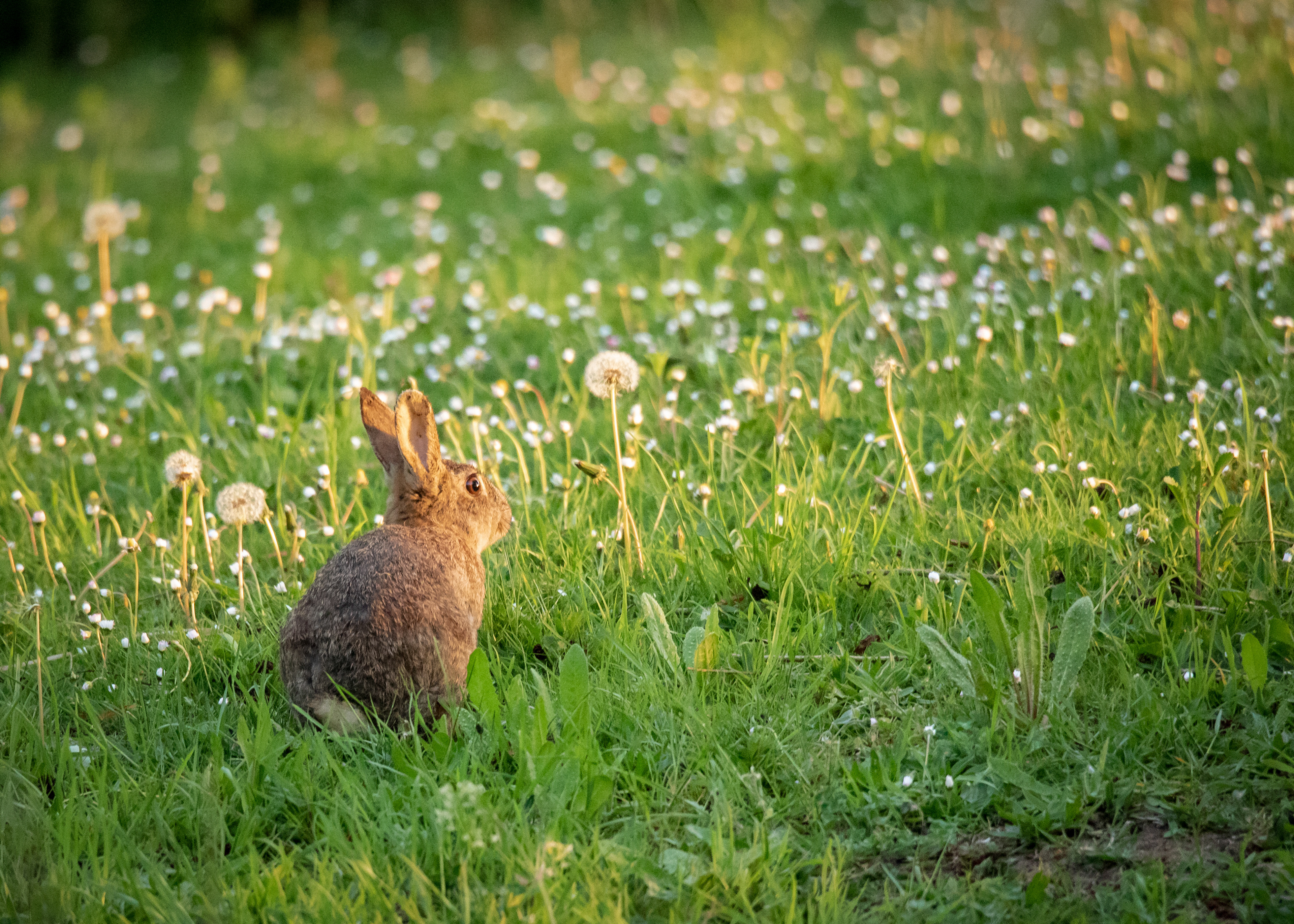 Rabbits & Hares 4