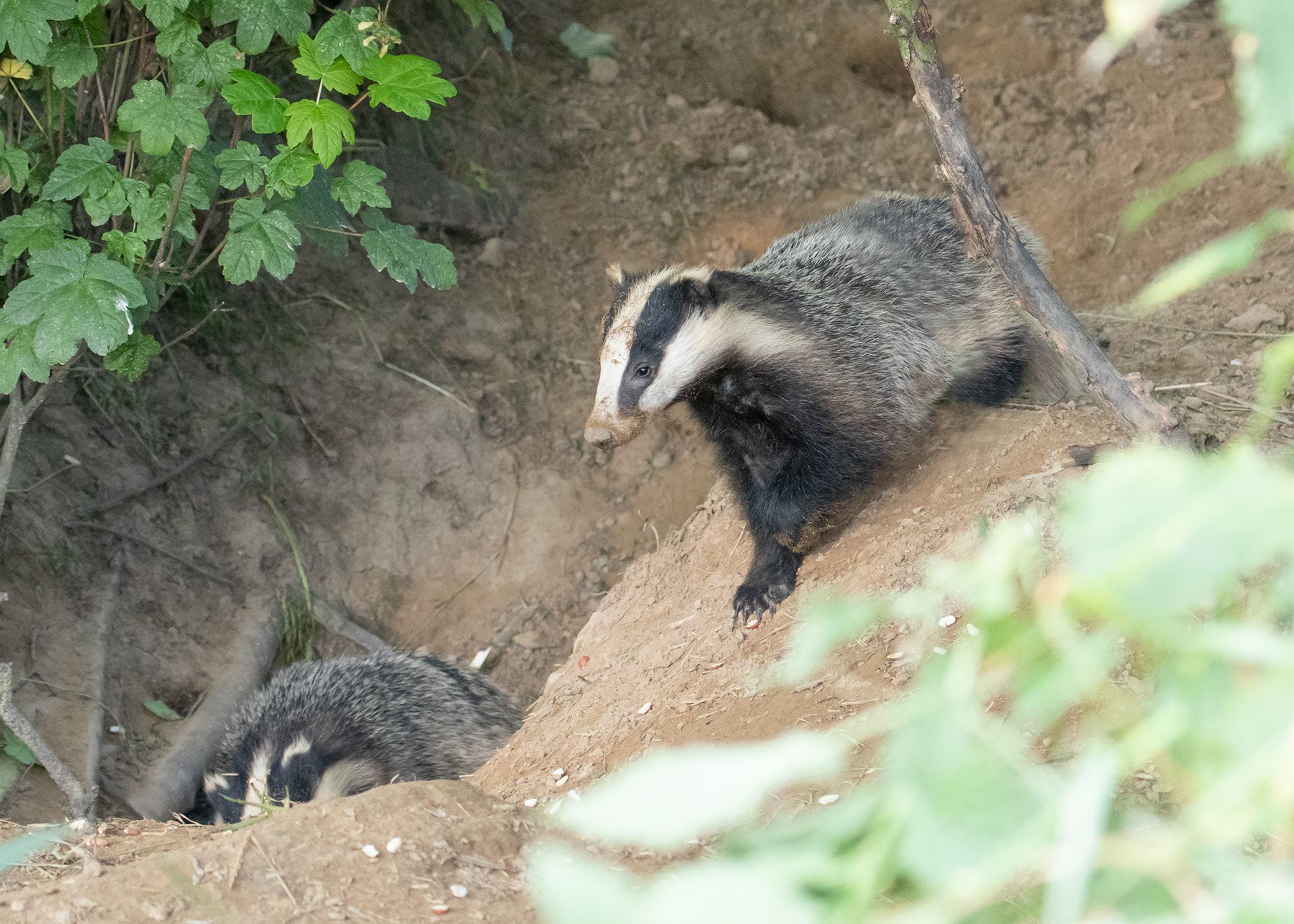 Badgers 6