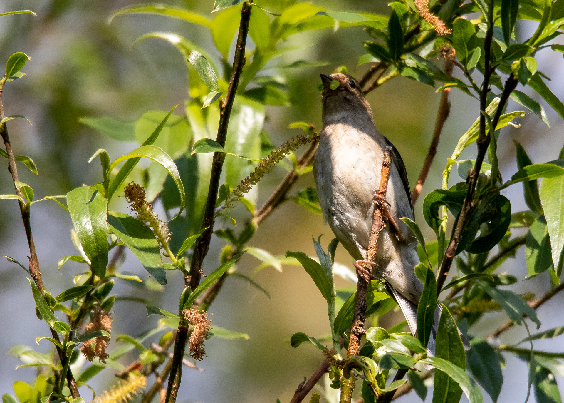 Small Birds 1