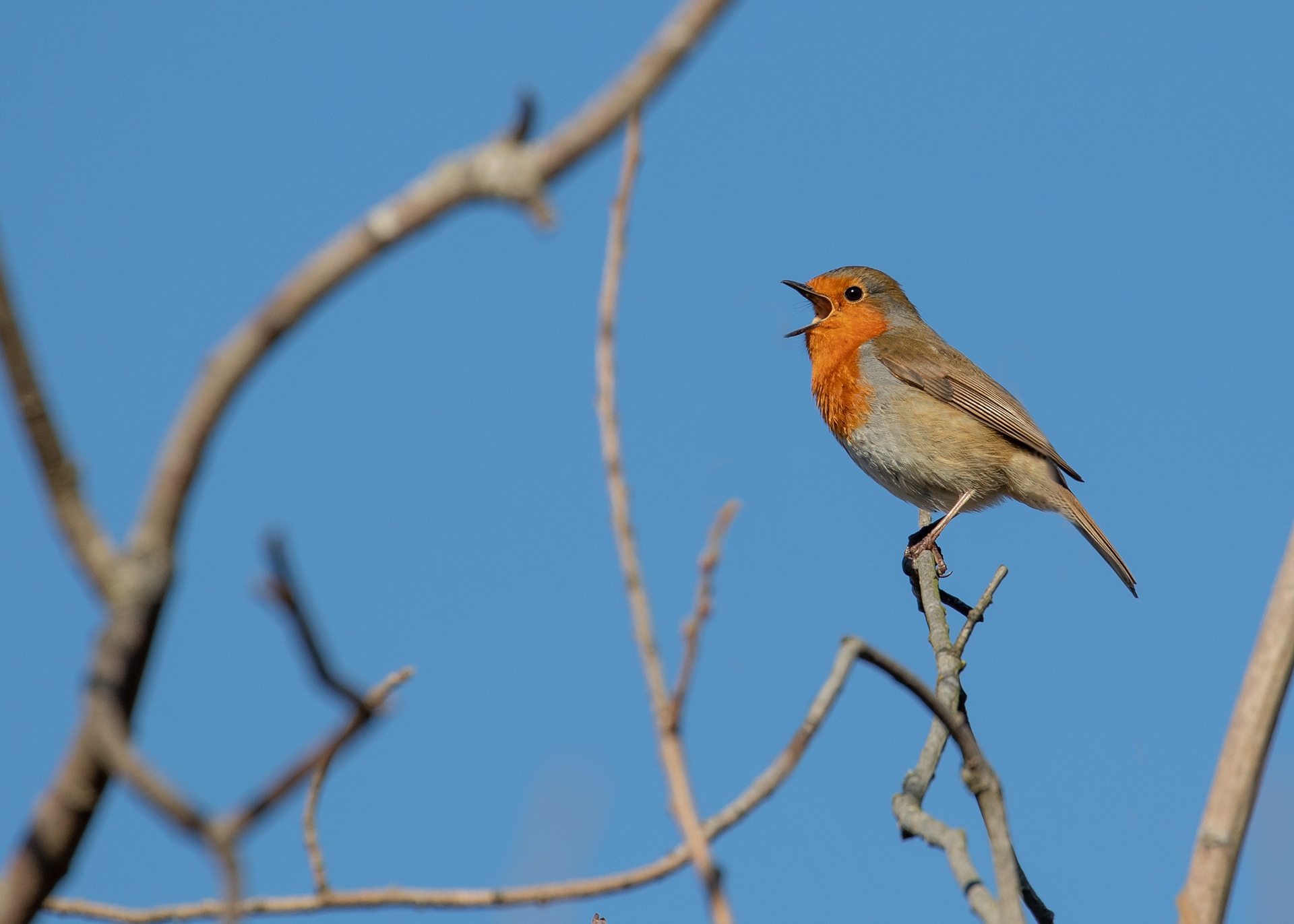 Robin 5
