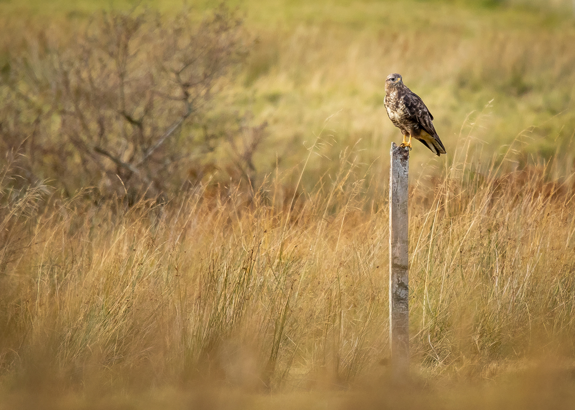 Birds Of Prey 5
