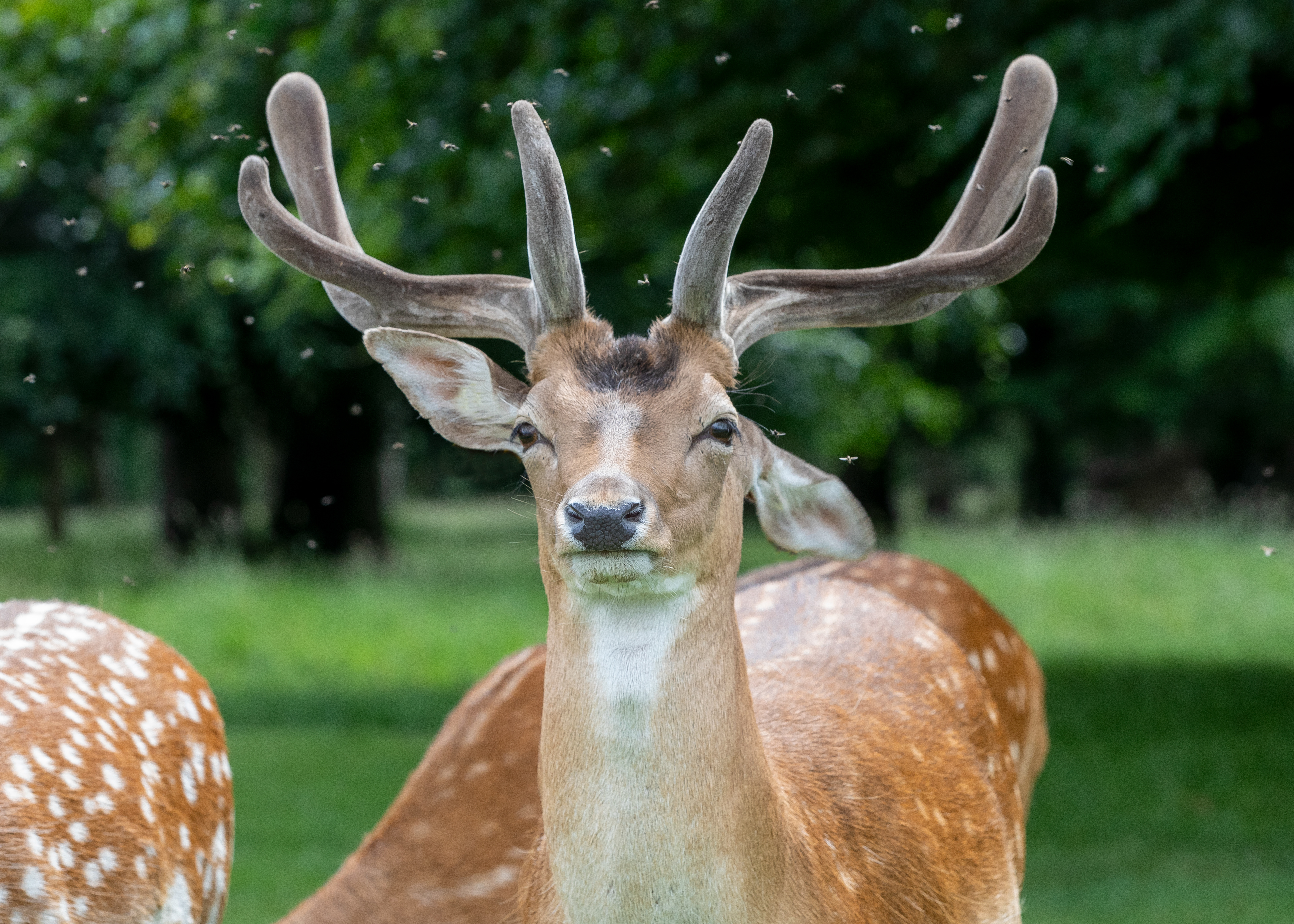 Deer 2