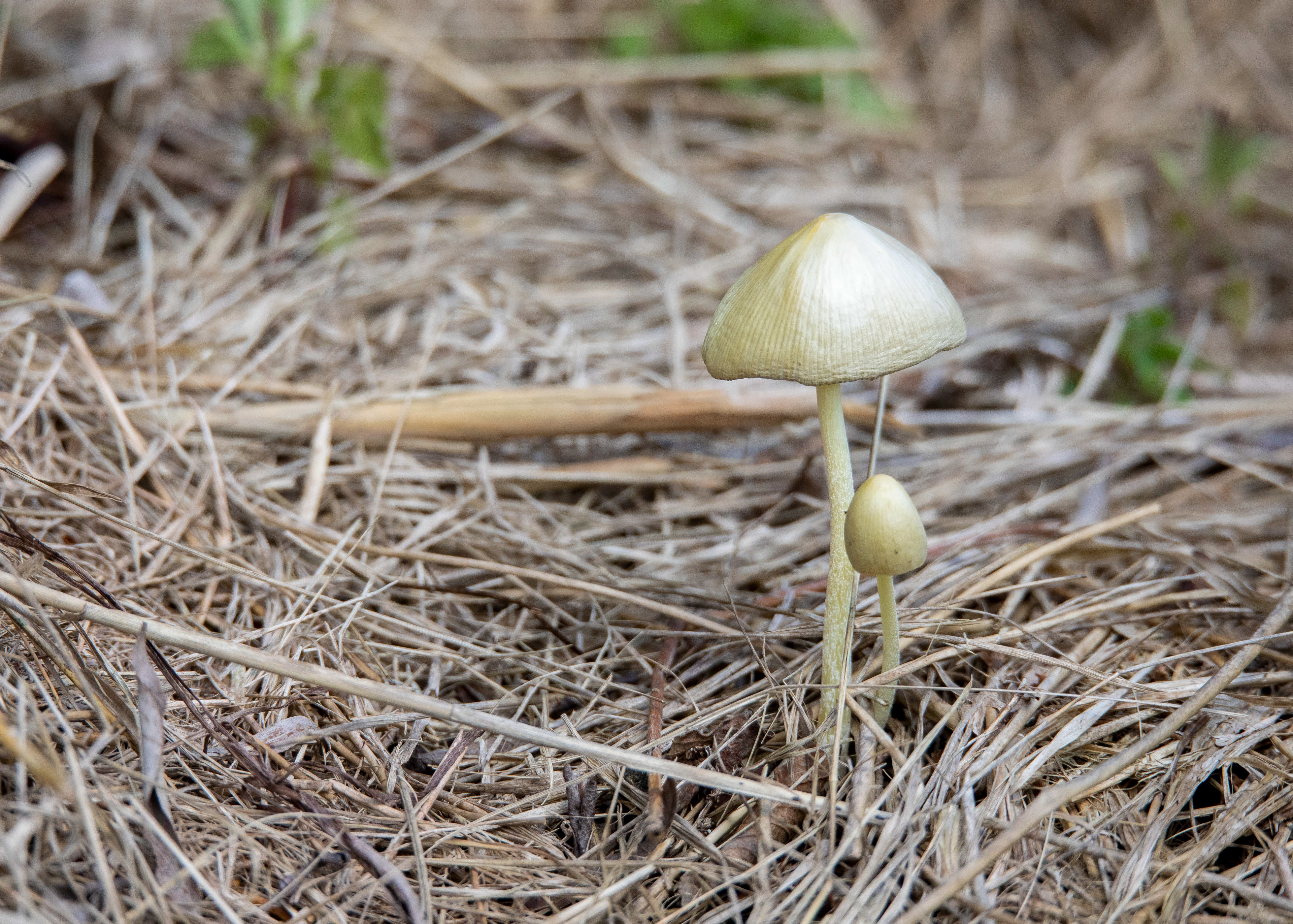 Whittlesey & Eldernell 8