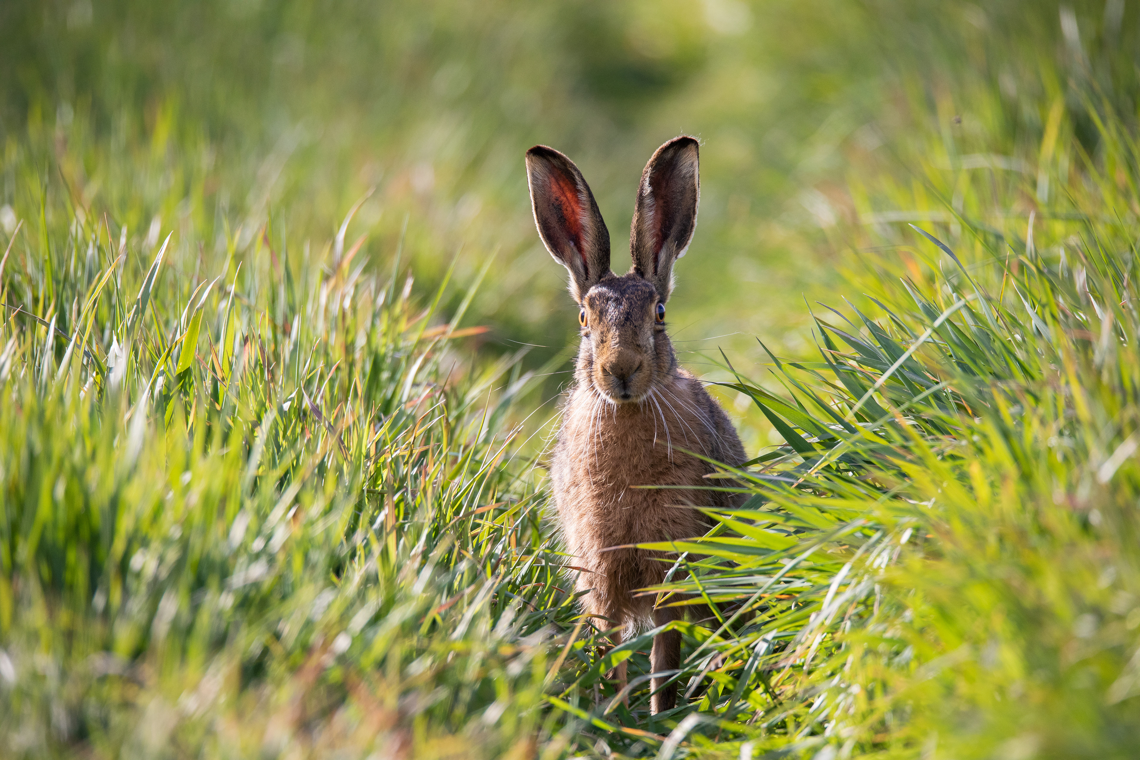 Rabbits & Hares 2