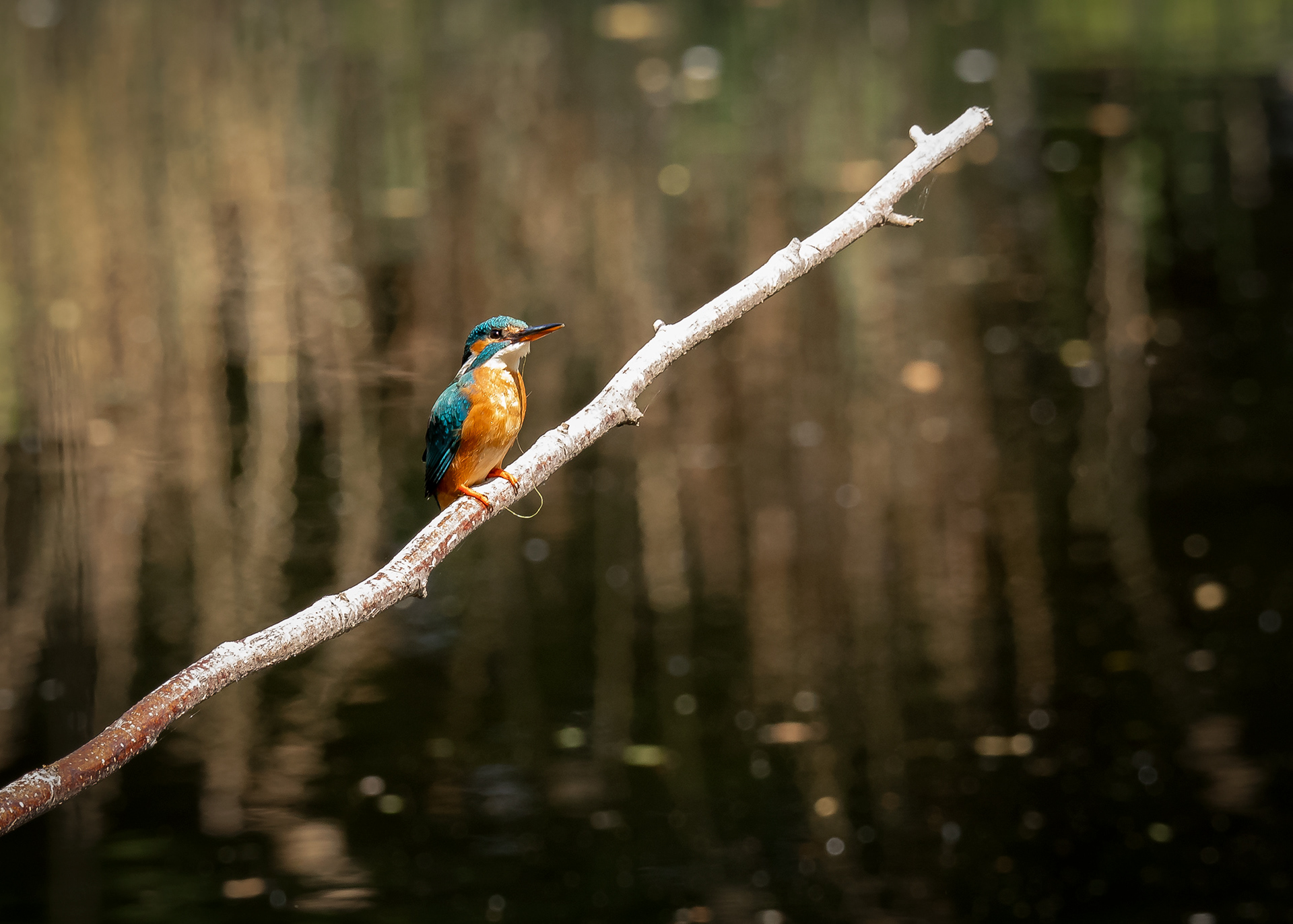 Kingfisher 2 (Female)