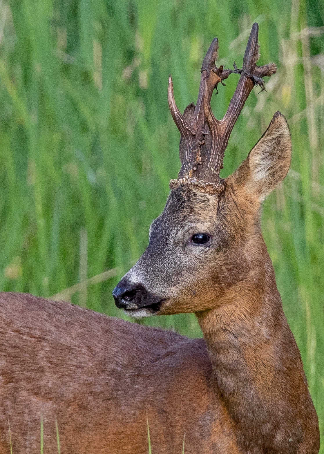 Roe Deer 3