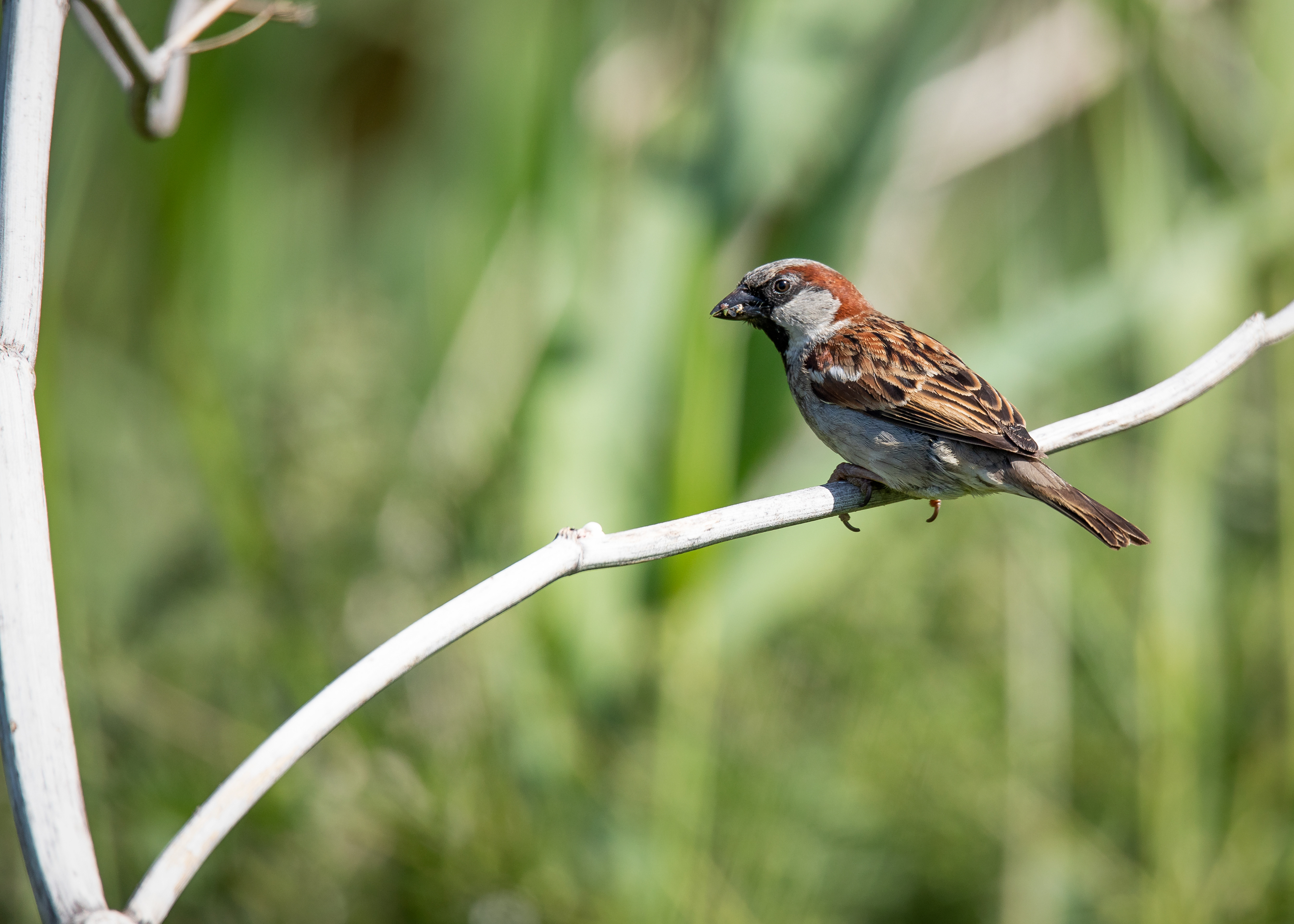House Sparrow