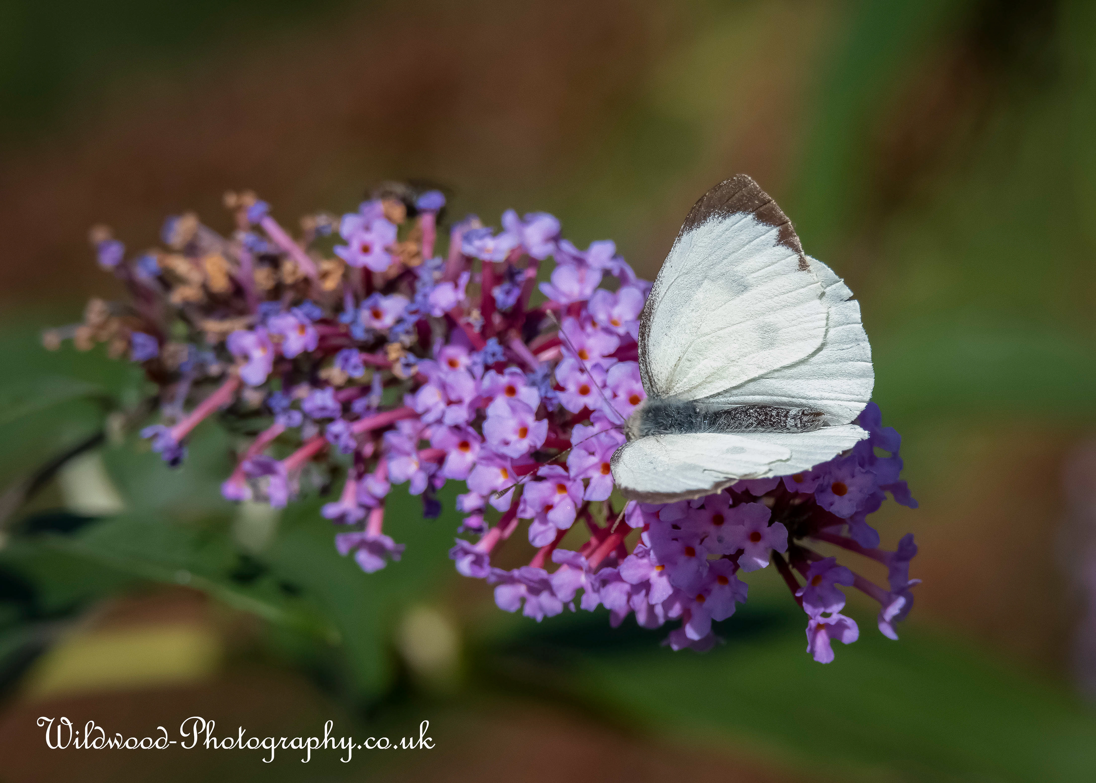 Cabbage White