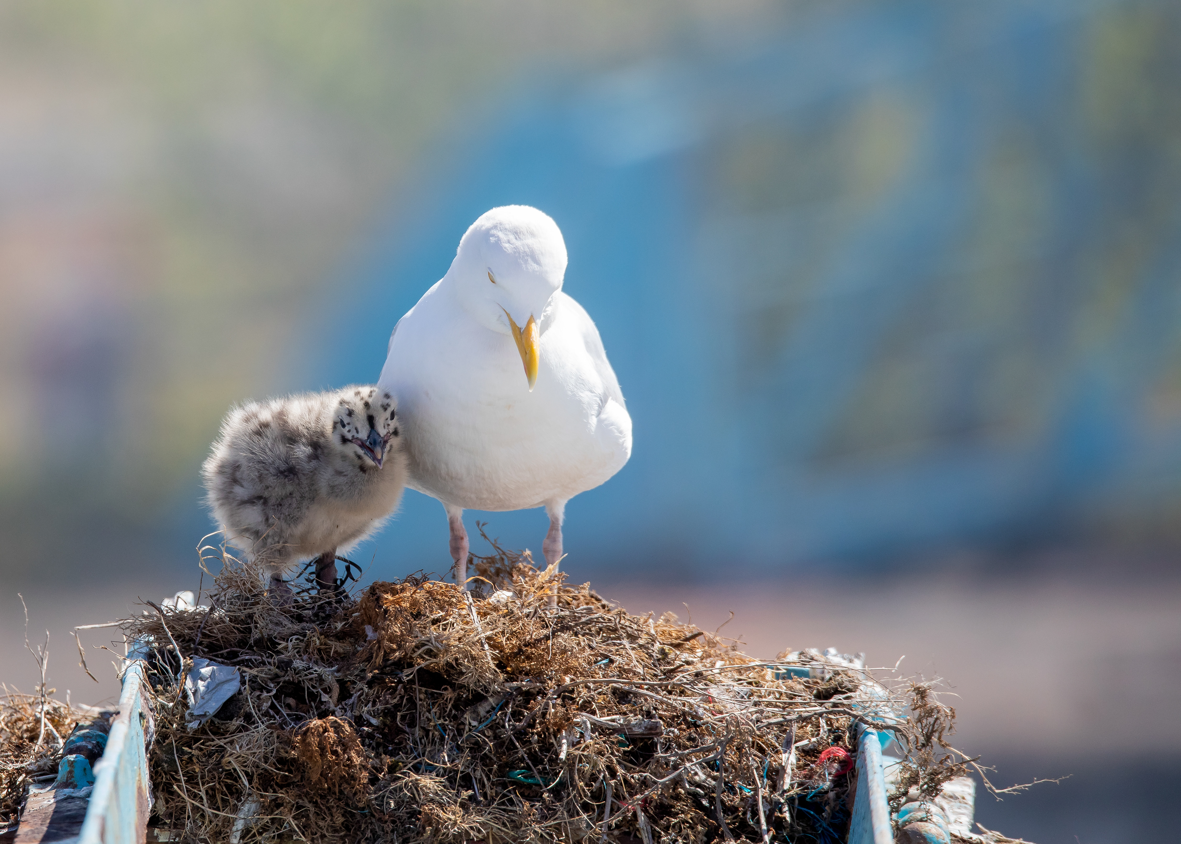 Gull & Chick 2
