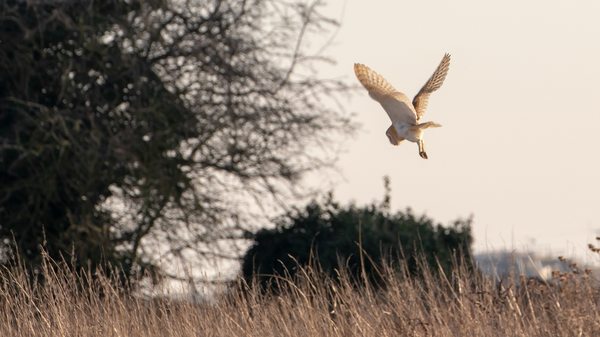 Barn Owl 7