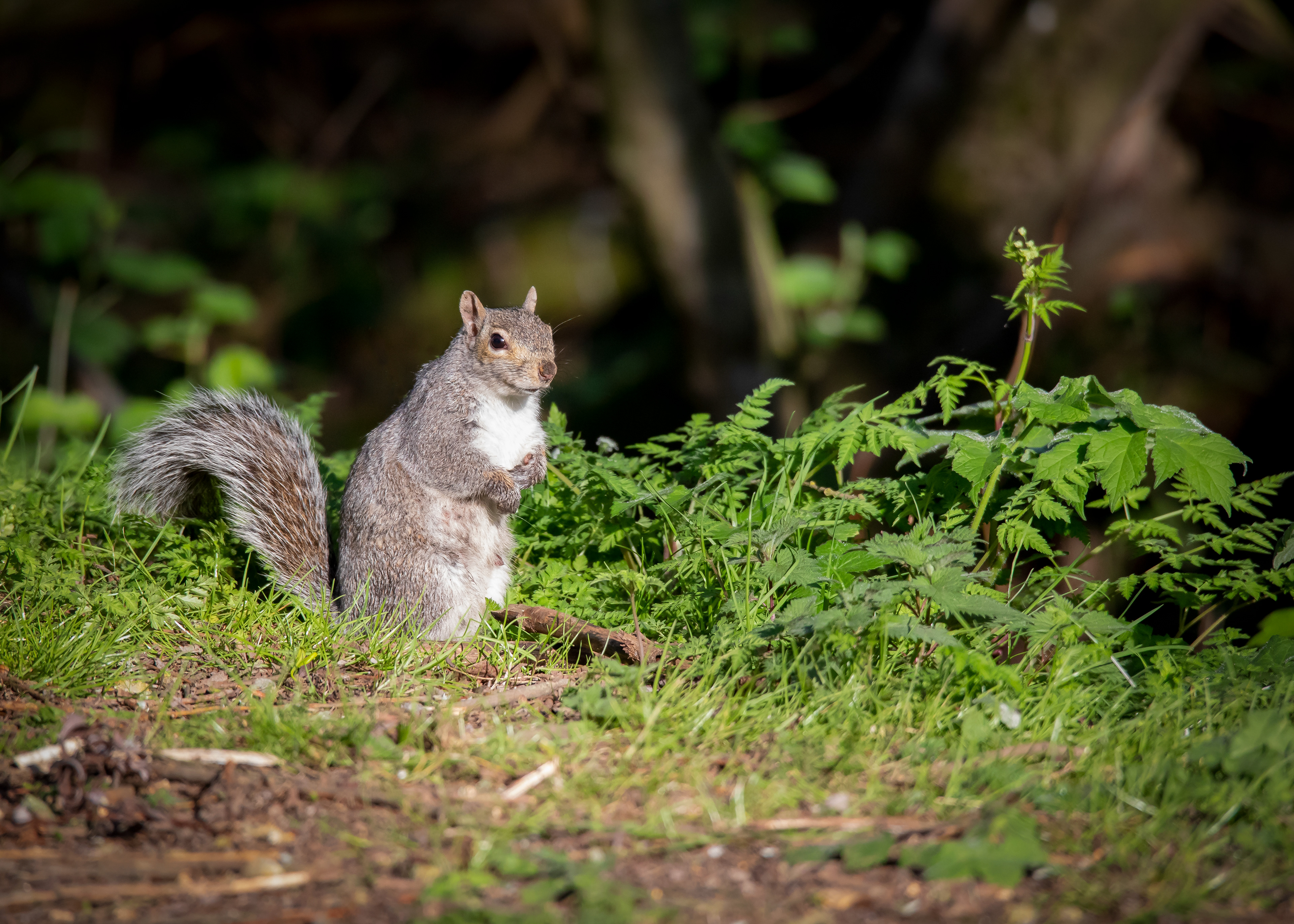 Squirrel NR240422
