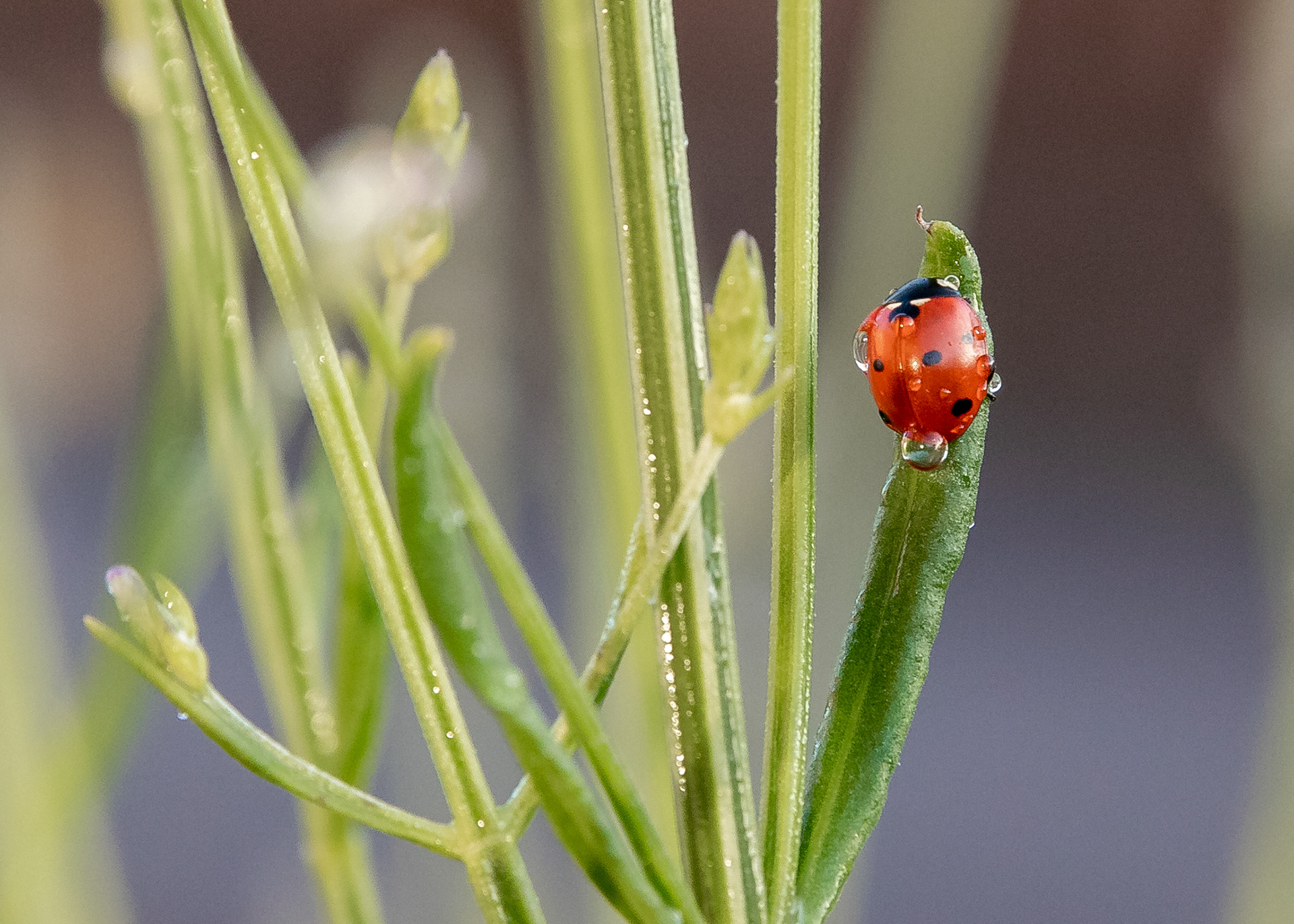 2 Ladybird on Lavender