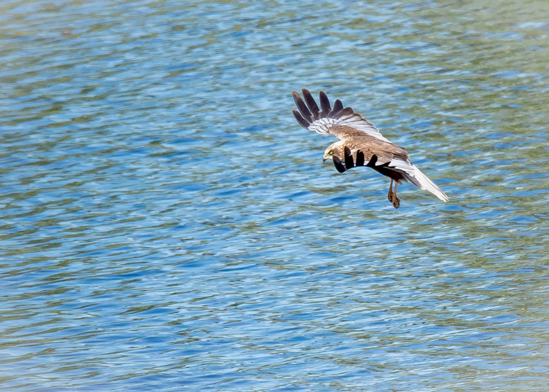 Birds Of Prey 12