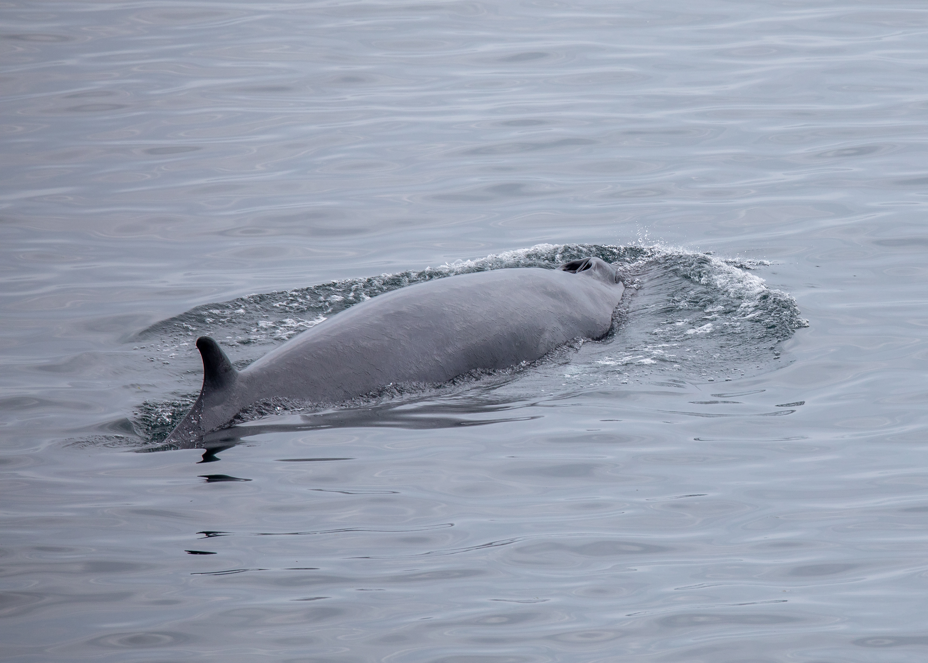 Minke Whale 2