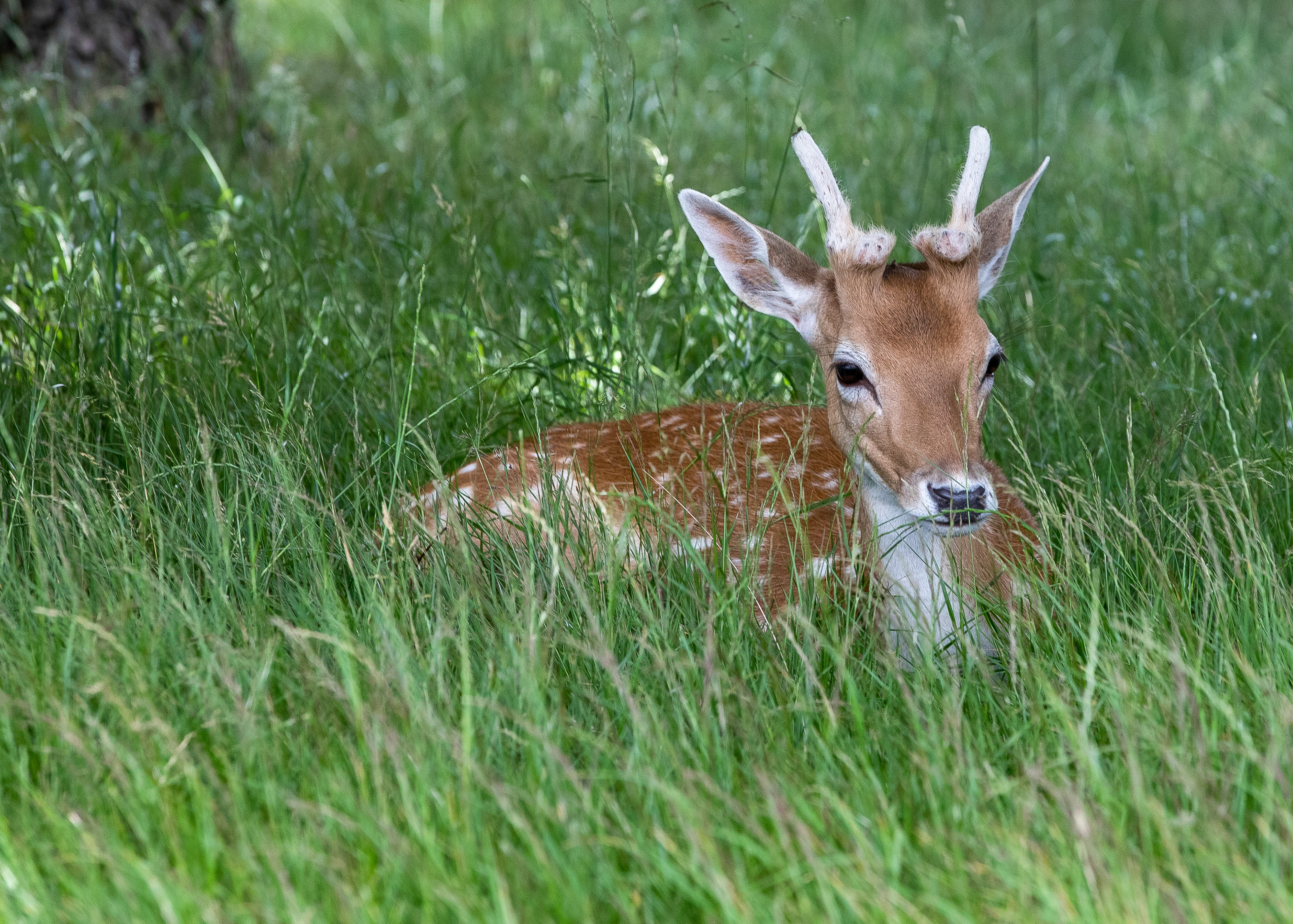 Deer 3