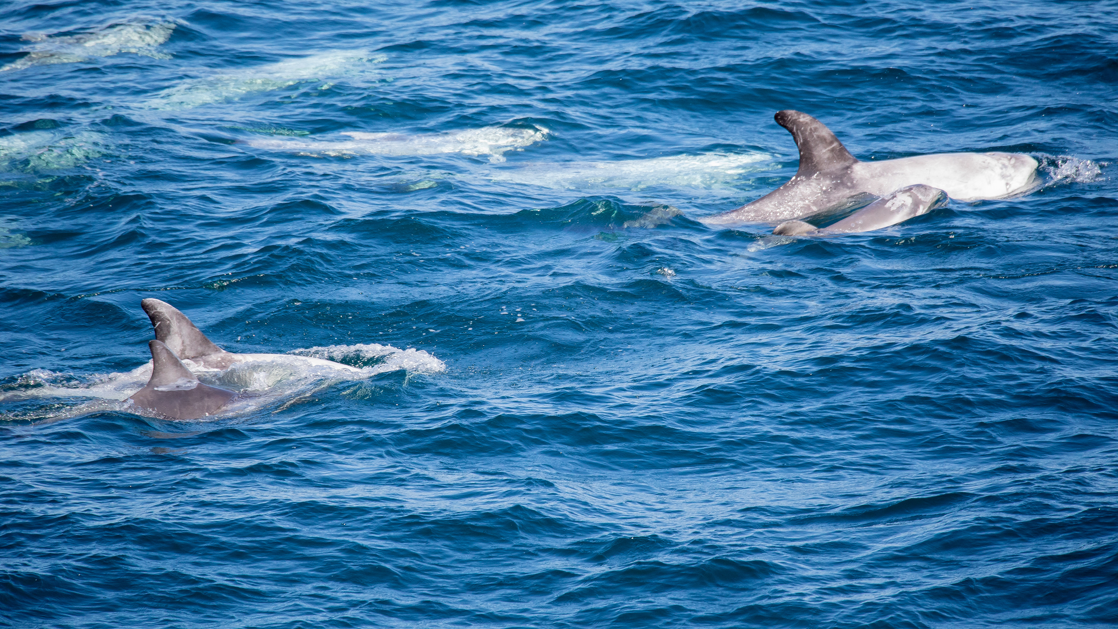 Risso Dolphin with Young 1