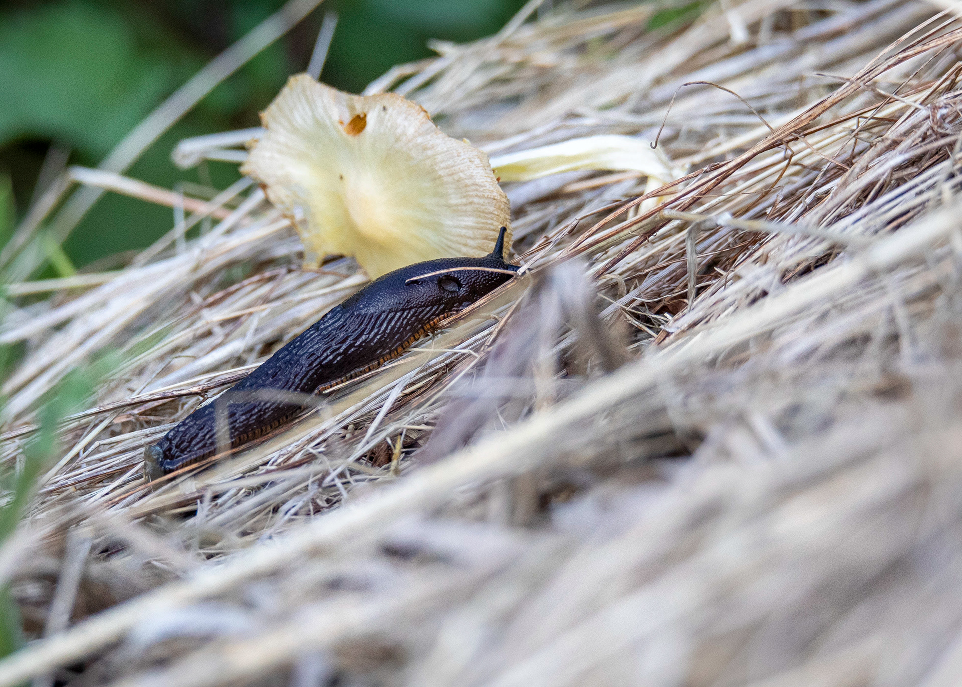 Whittlesey & Eldernell 10