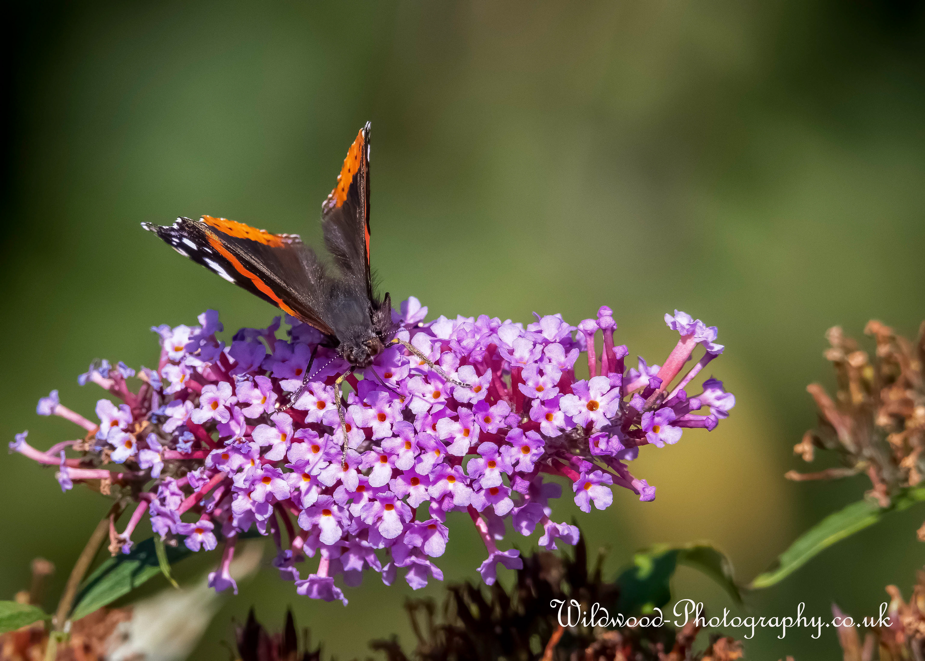 Red Admiral